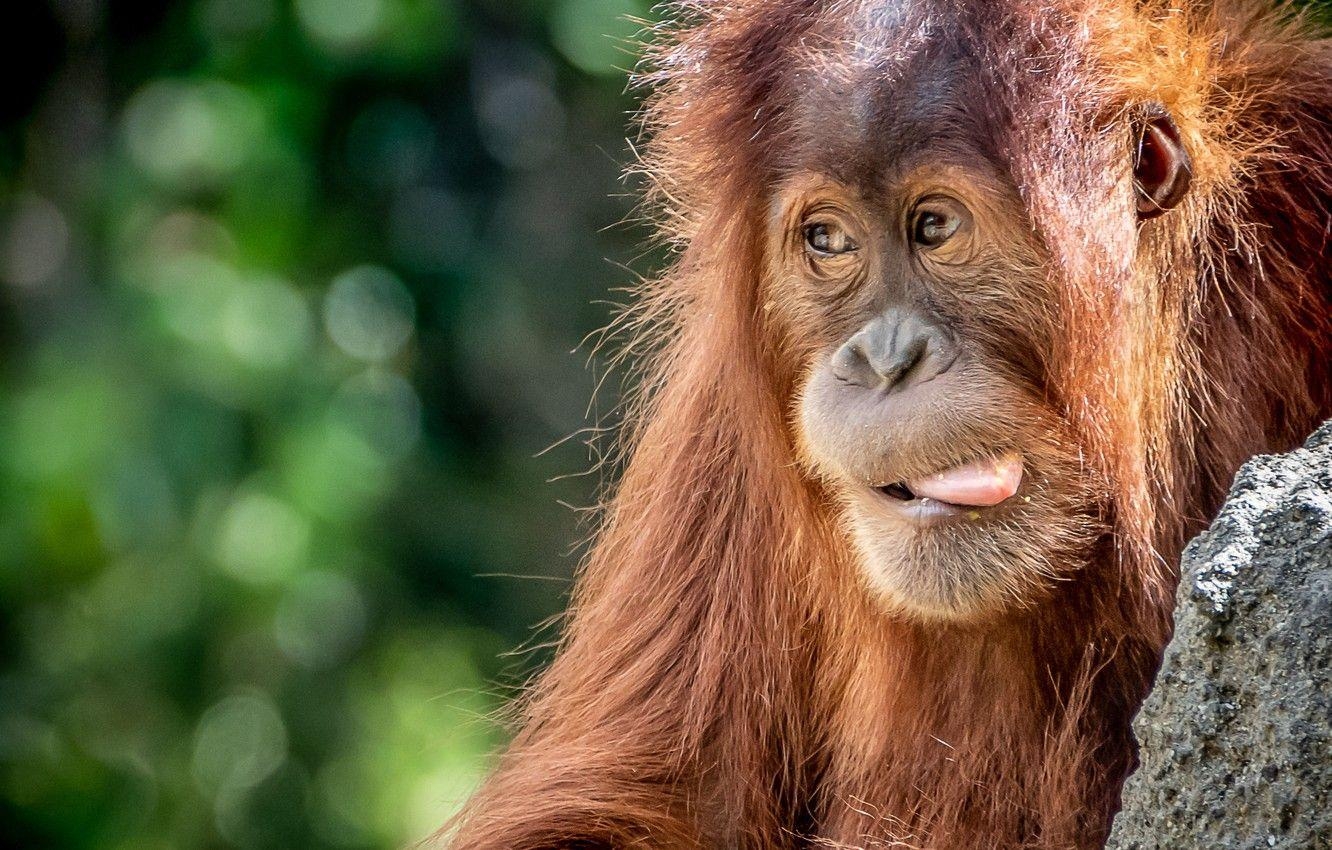 Orang-Utan, roter Orang-Utan, Tierwelt, Bild, Desktop, 1340x850 HD Desktop