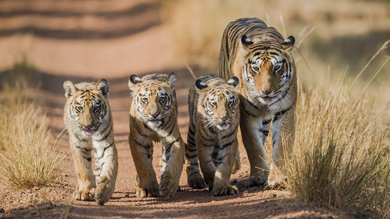 Tiger, Fünf Junge, Familie, Tierwelt, Natur, 1370x770 HD Desktop