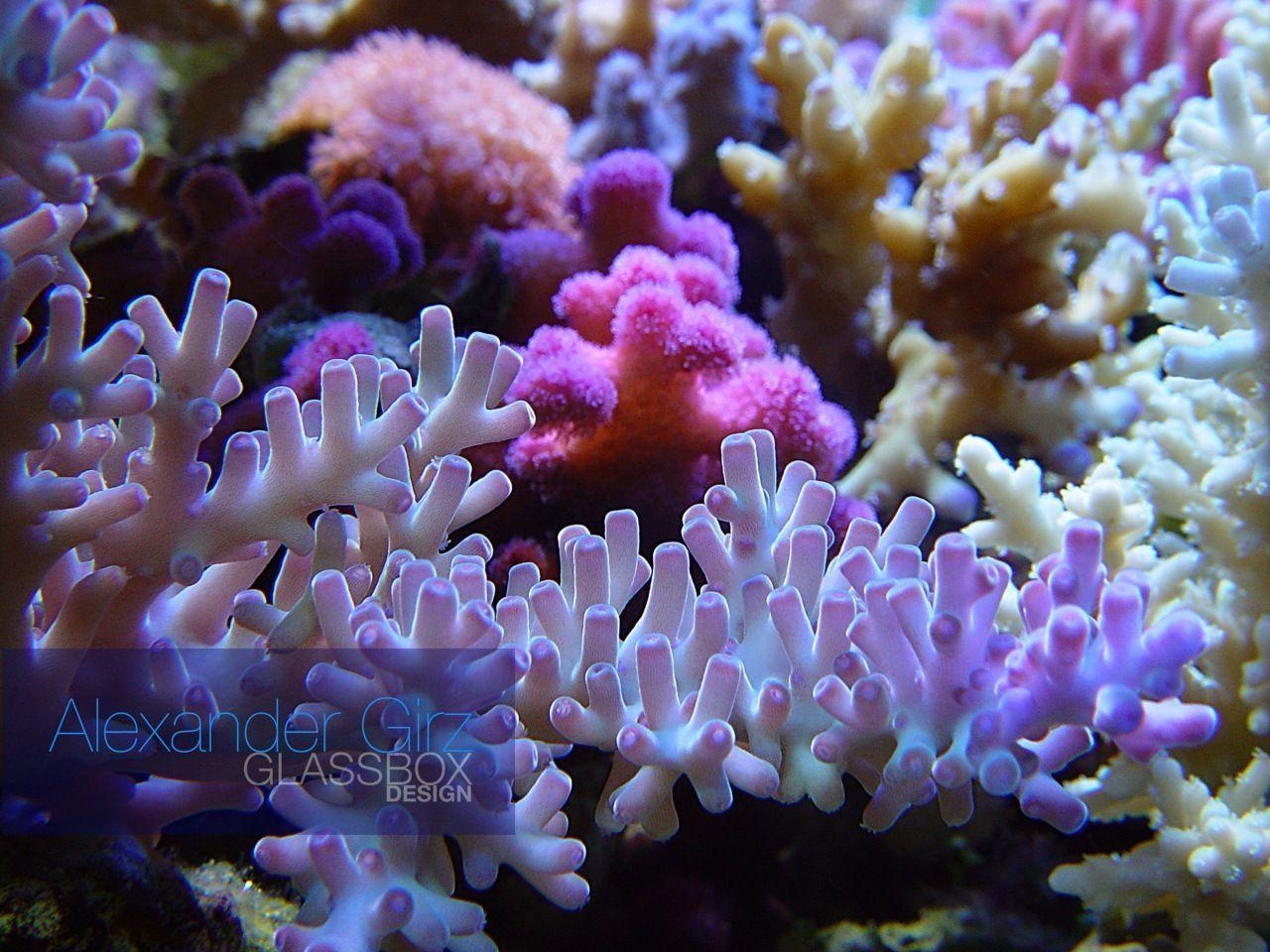 Fische, Coral, Riff, Aquarium, Ozean, 1280x960 HD Desktop