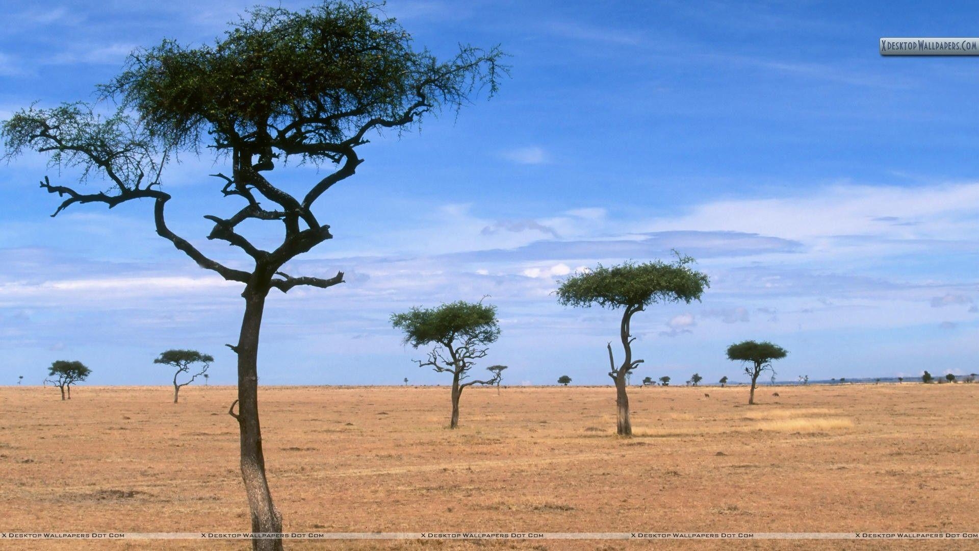 Akazienbäume, Kenia, Afrika, Landschaft, Natur, 1920x1080 Full HD Desktop