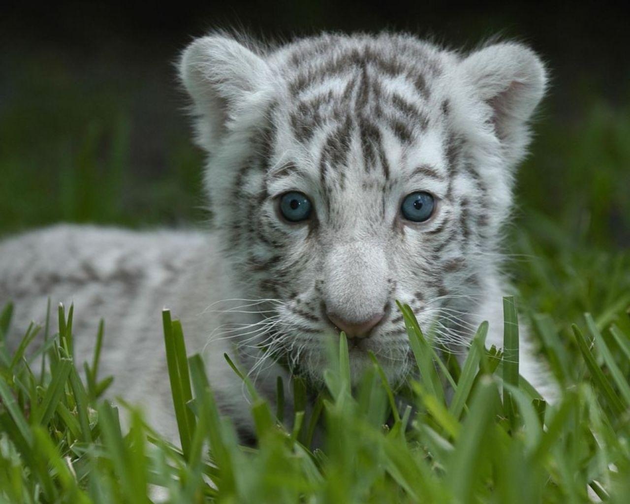 Weißer Tiger, Jungtiere, Tiere, Tapete, Wild, 1280x1030 HD Desktop