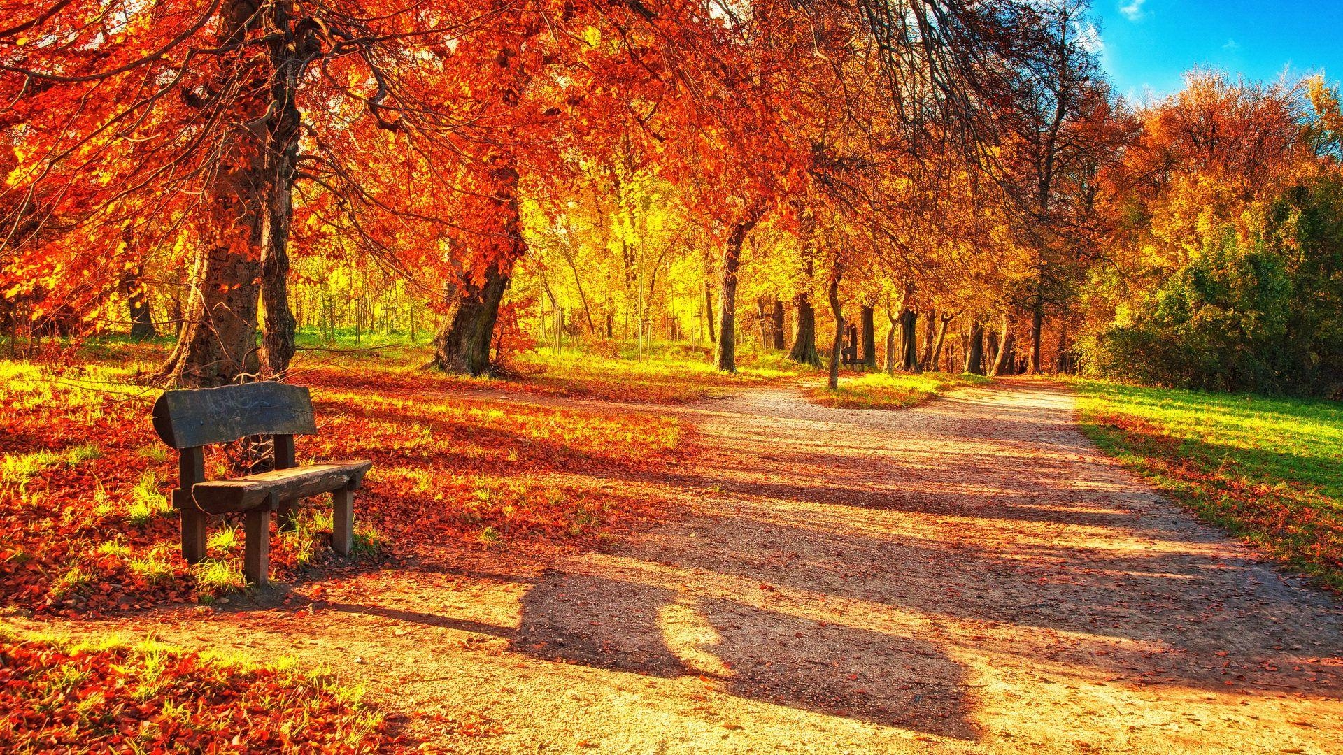 Herbst, HD, Ahornblätter, Natur, Farben, 1920x1080 Full HD Desktop