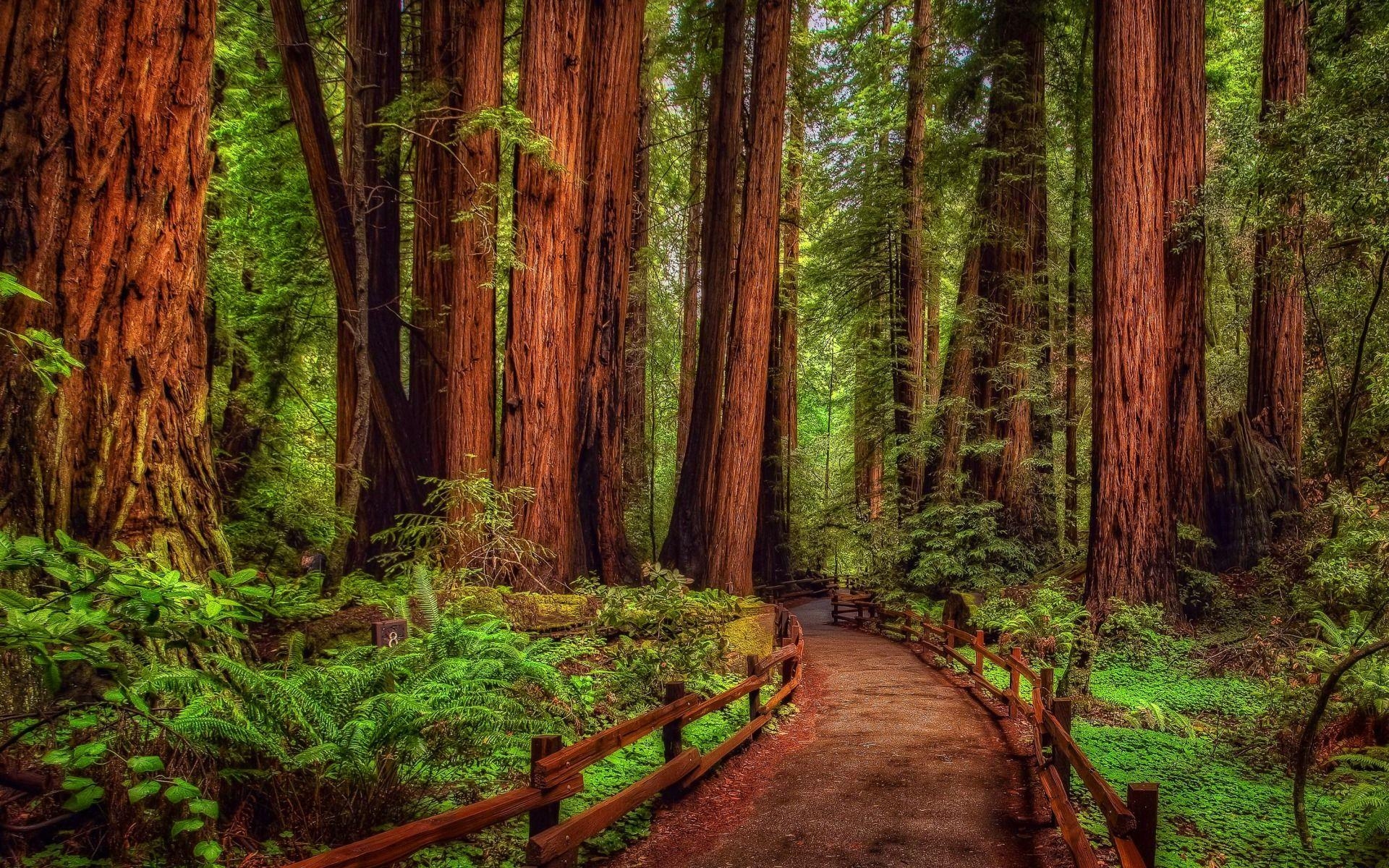 Redwood Nationalpark, Waldweg, Kalifornien, Reisen, Natur, 1920x1200 HD Desktop