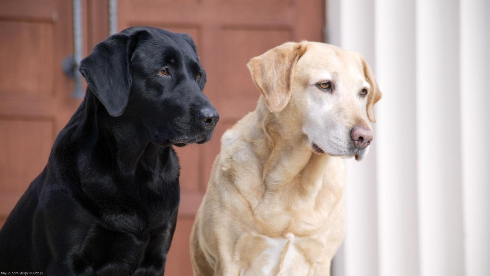 Labrador Retriever, Hund, Hintergrund, Tiere, Wallpaper, 1920x1080 Full HD Desktop