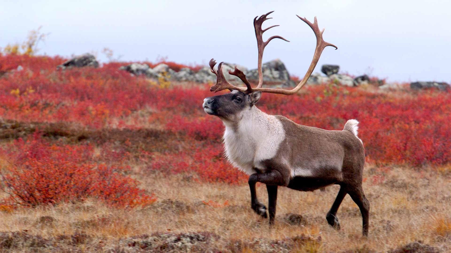 Karibu, Antilope, Hintergrund, Wildnis, arktisches Tier, 1920x1080 Full HD Desktop