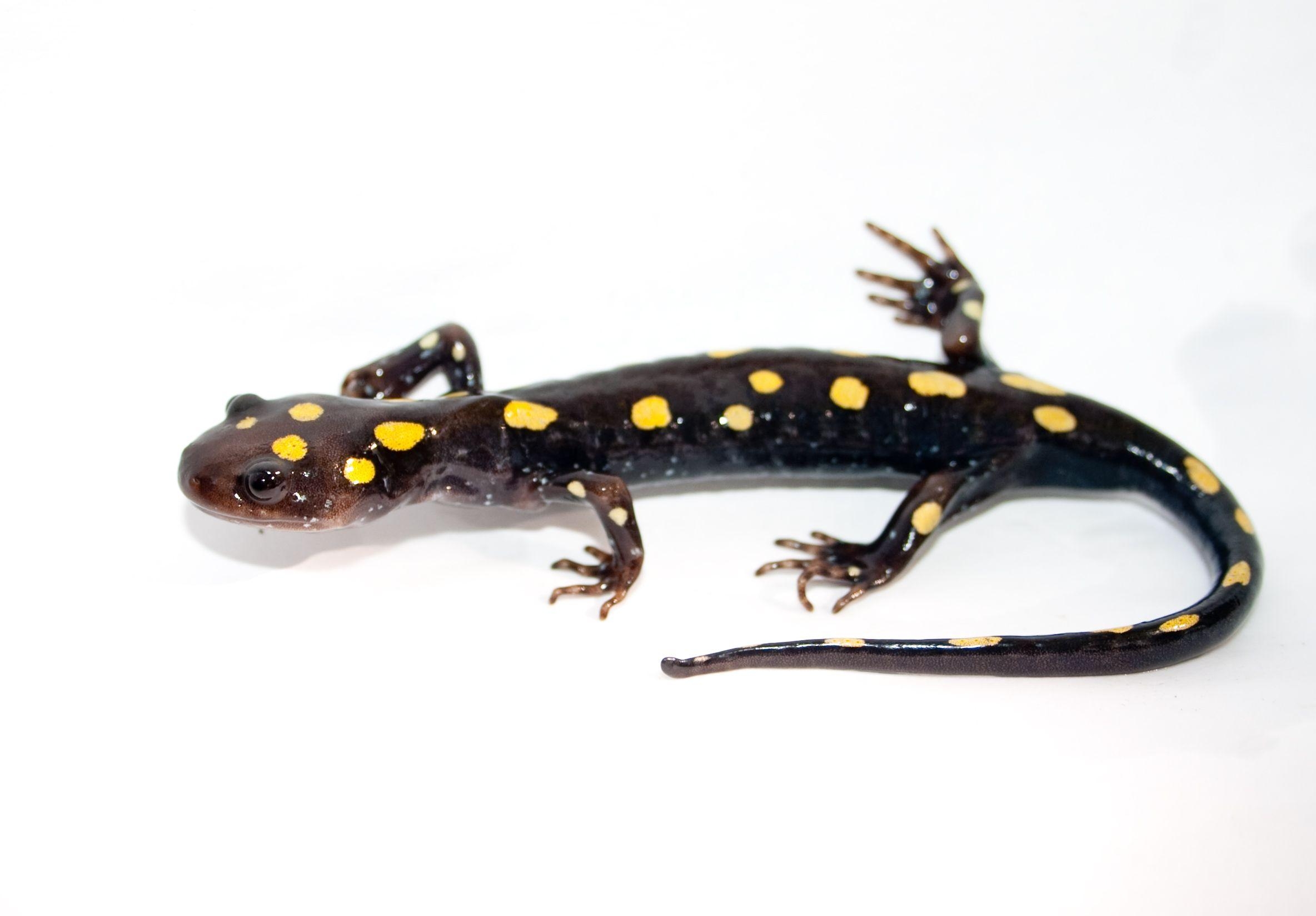 Salamander, Tiere, Natur, Reptilien, Bild, 2370x1650 HD Desktop