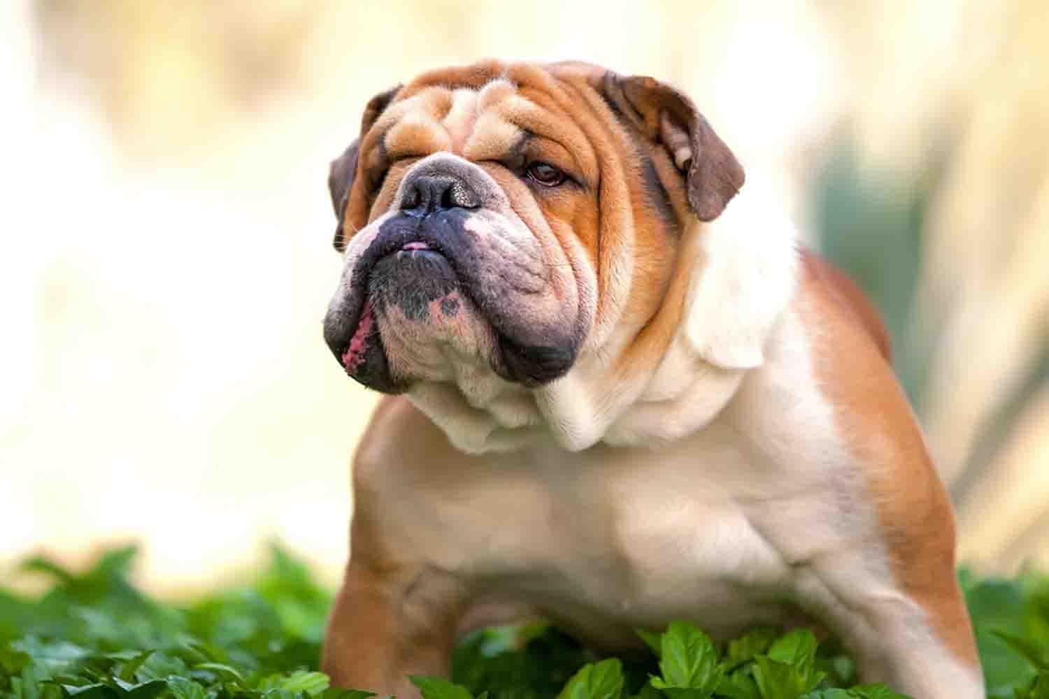 Englische Bulldogge, Android, Hintergrund, Tier, HD, 1500x1000 HD Desktop