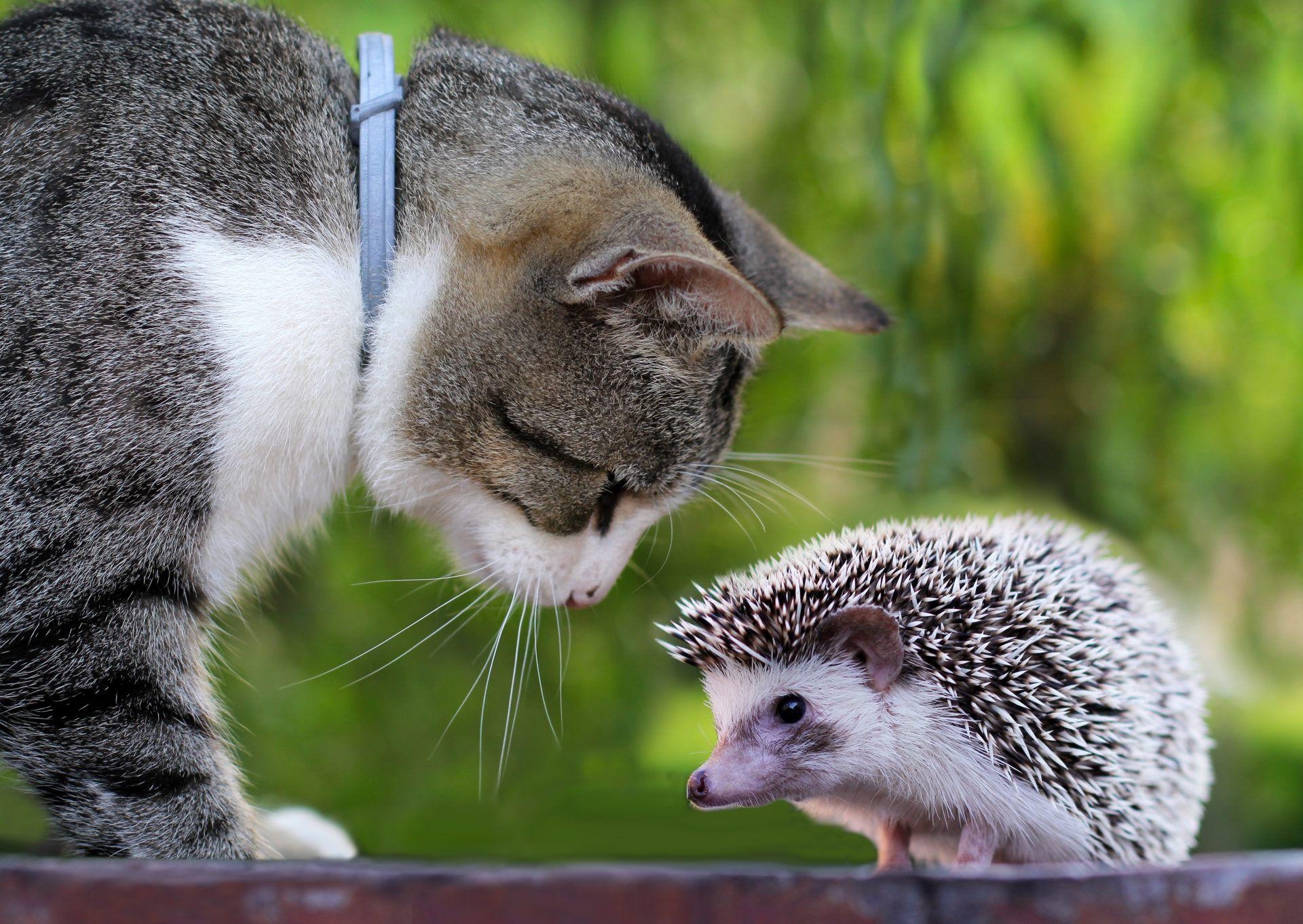 Mein Igel HD Foto Thema, 1920x1370 HD Desktop