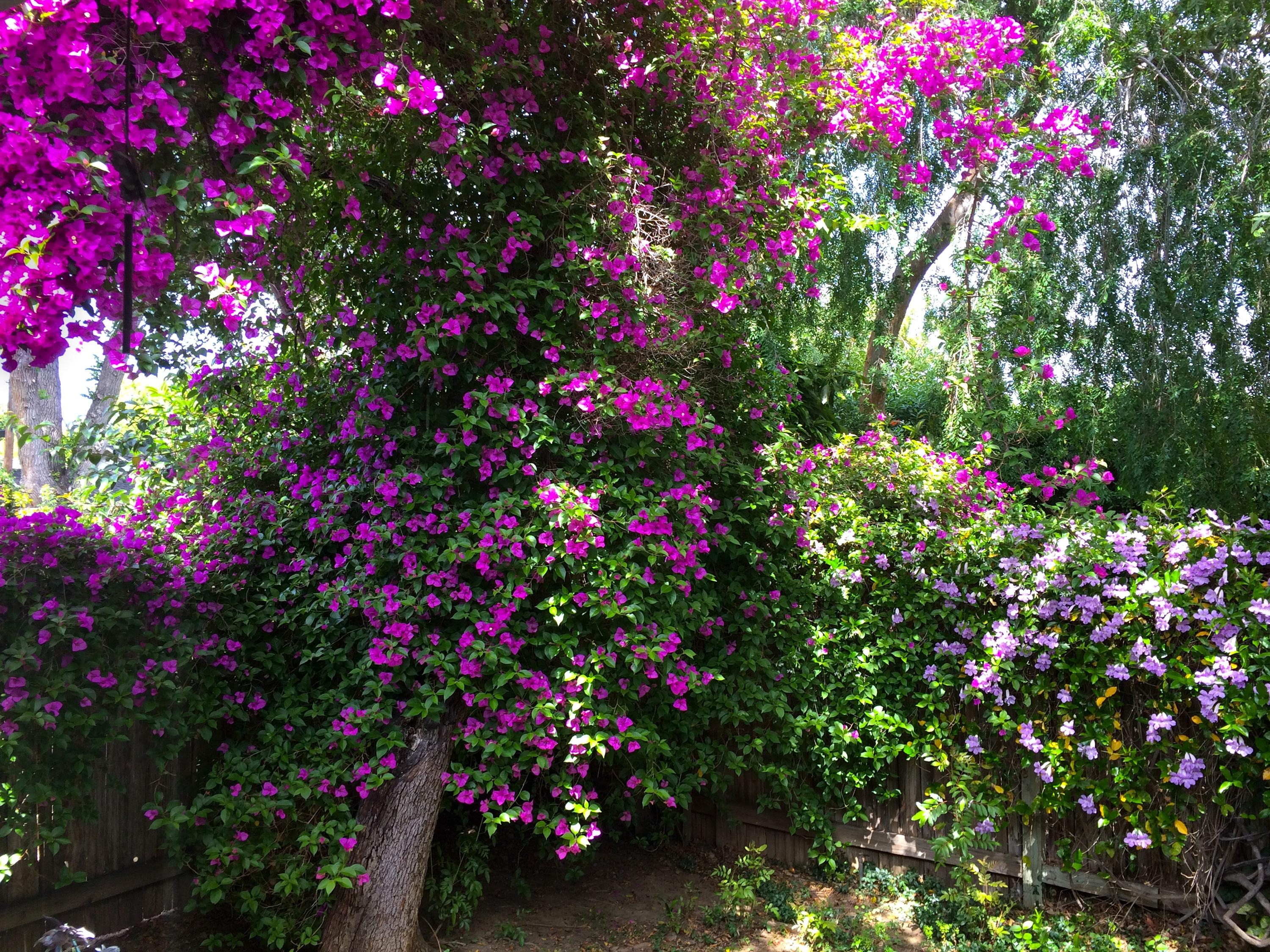 Kalifornien, San José, USA, Desktop, Bougainvillea, 3000x2250 HD Desktop