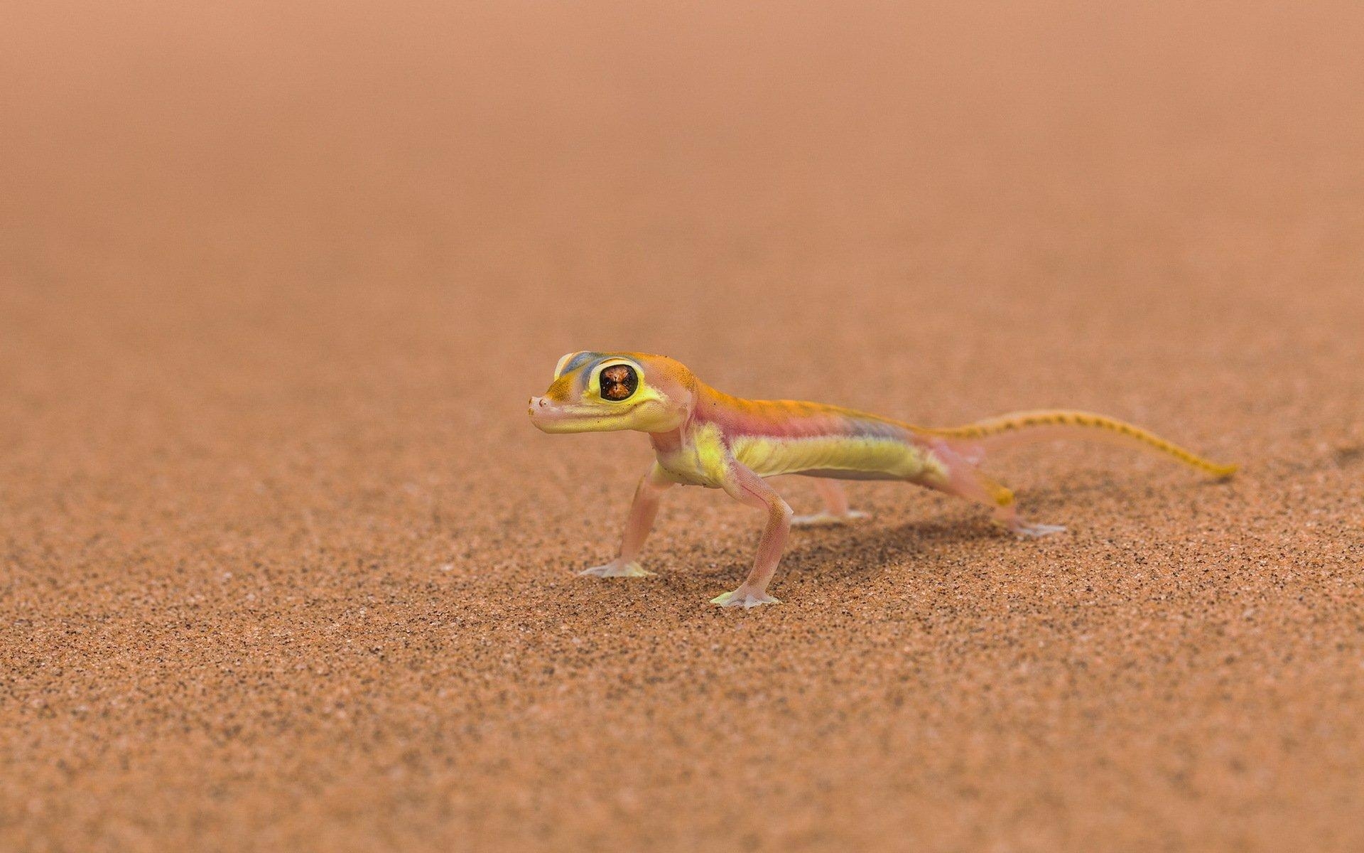 Gecko, HD, Natur, Reptilien, Exotisches Tier, 1920x1200 HD Desktop