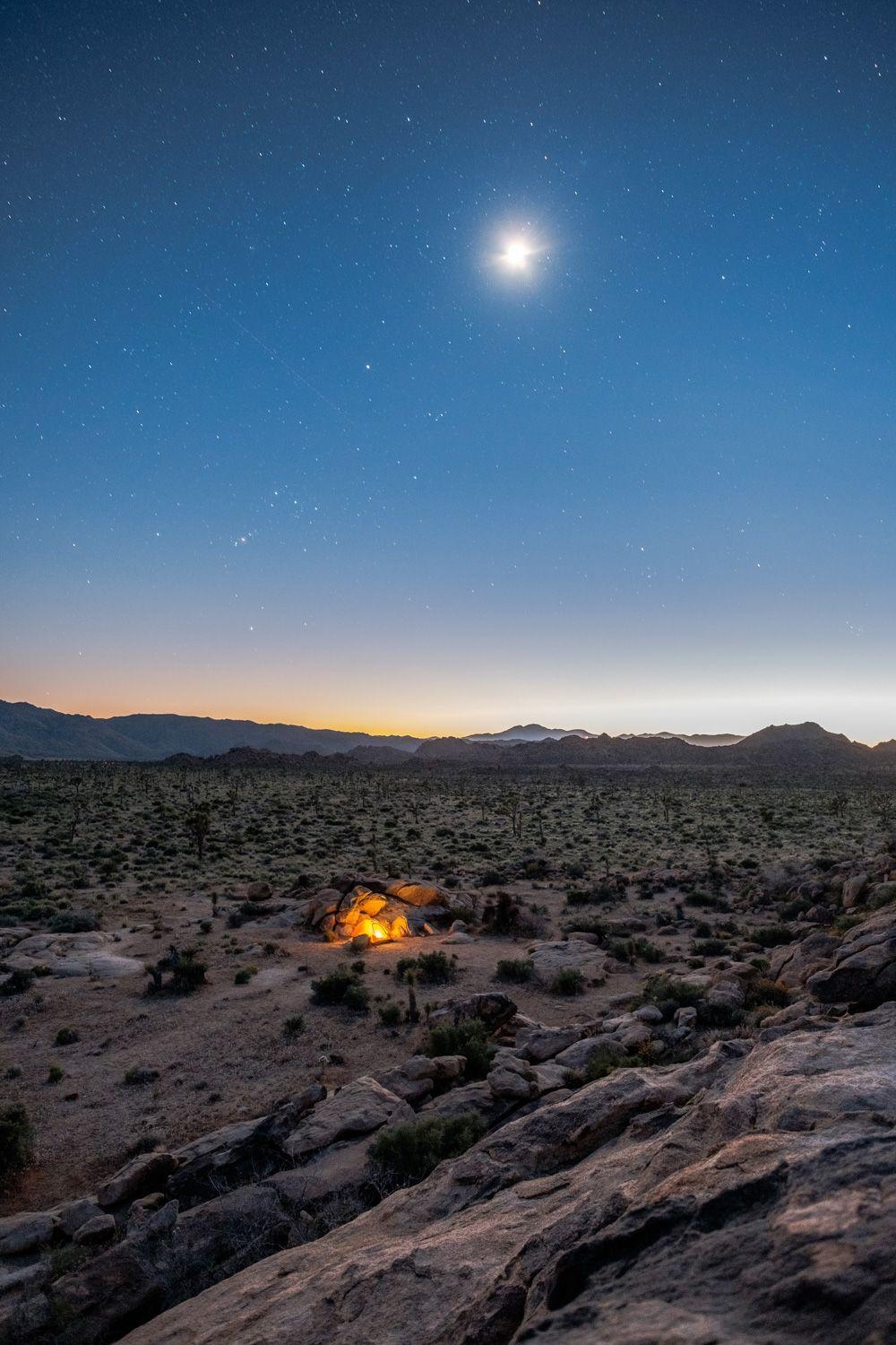 Joshua Tree, Nationalpark, Wüstenlandschaft, 1000x1500 HD Handy