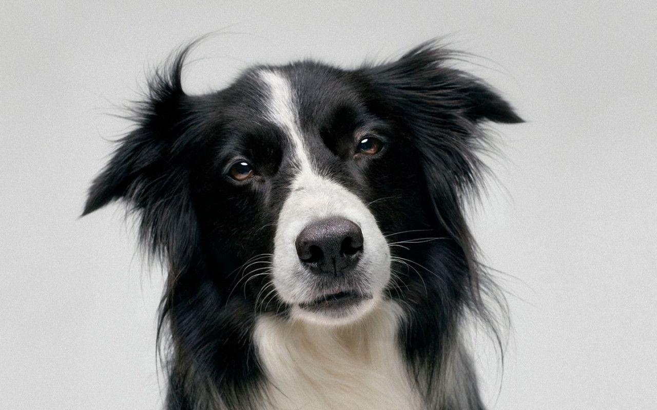 Border Collie, herding Hund, schwarz-weiß, treu, Hintergrund, 1280x800 HD Desktop