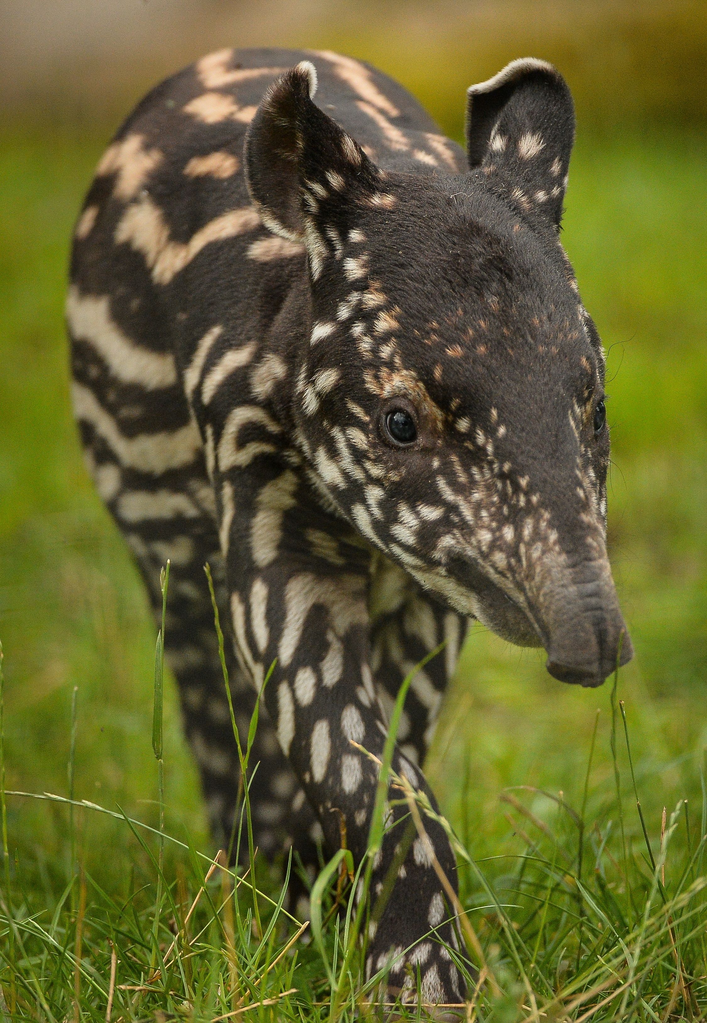 Tapir, Baby, Tiere, HD, Niedlich, 2260x3260 HD Handy