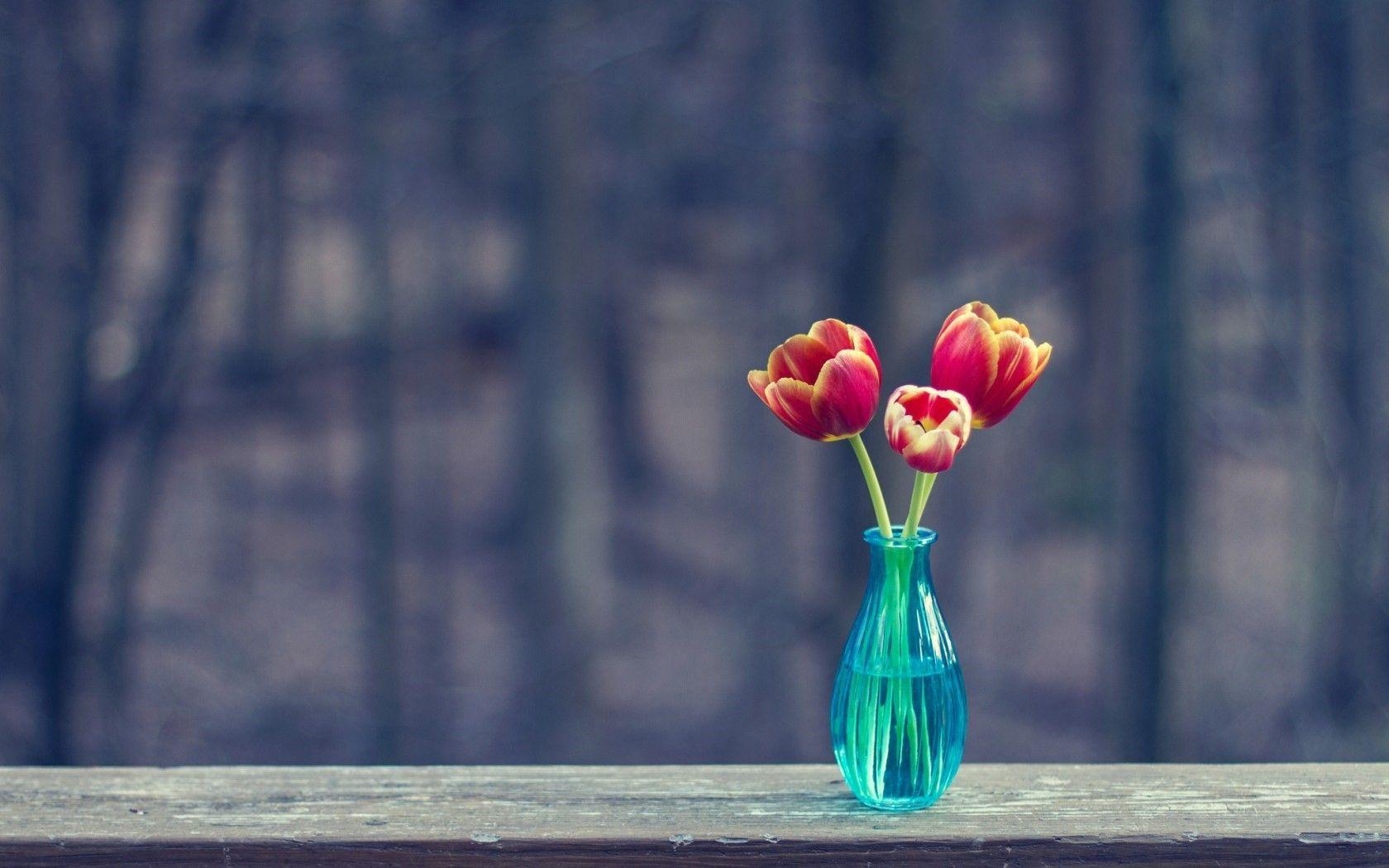 Tulpe Natur, Blumen, Vase, blau, Fullscreen, 1680x1050 HD Desktop