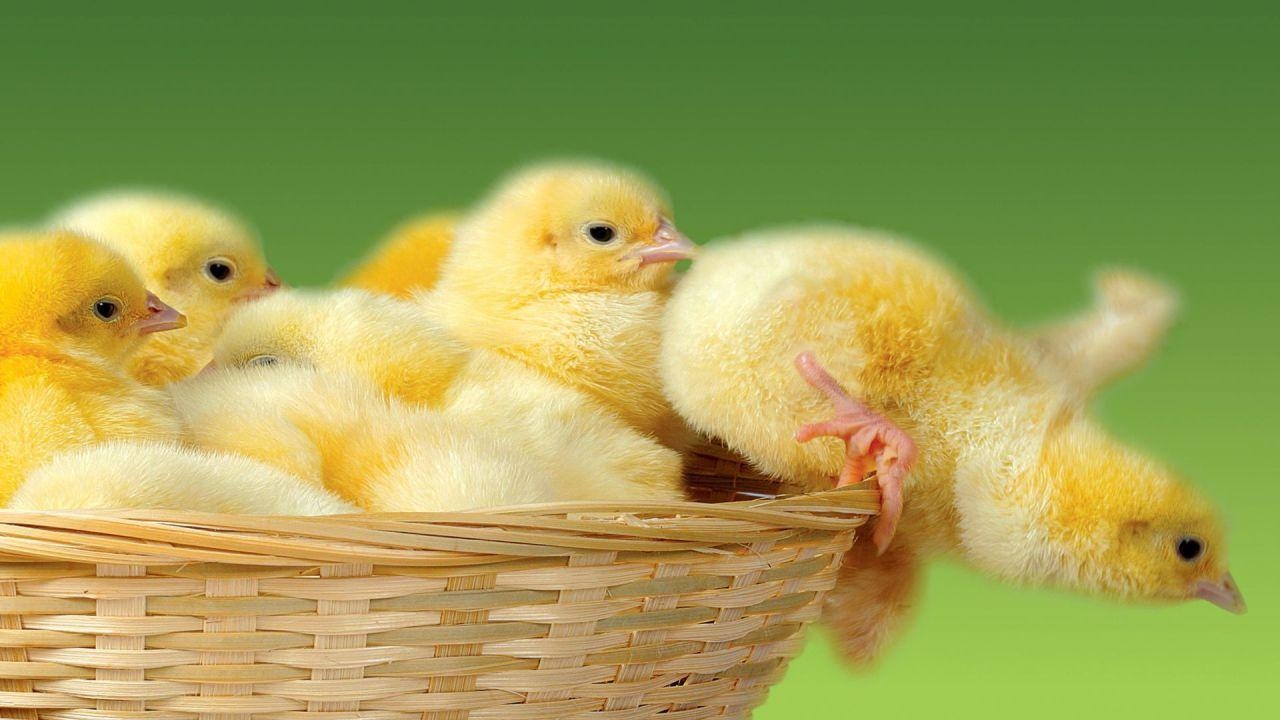 Huhn, Tiere, Hintergrund, Frühling, Spaß, 1280x720 HD Desktop