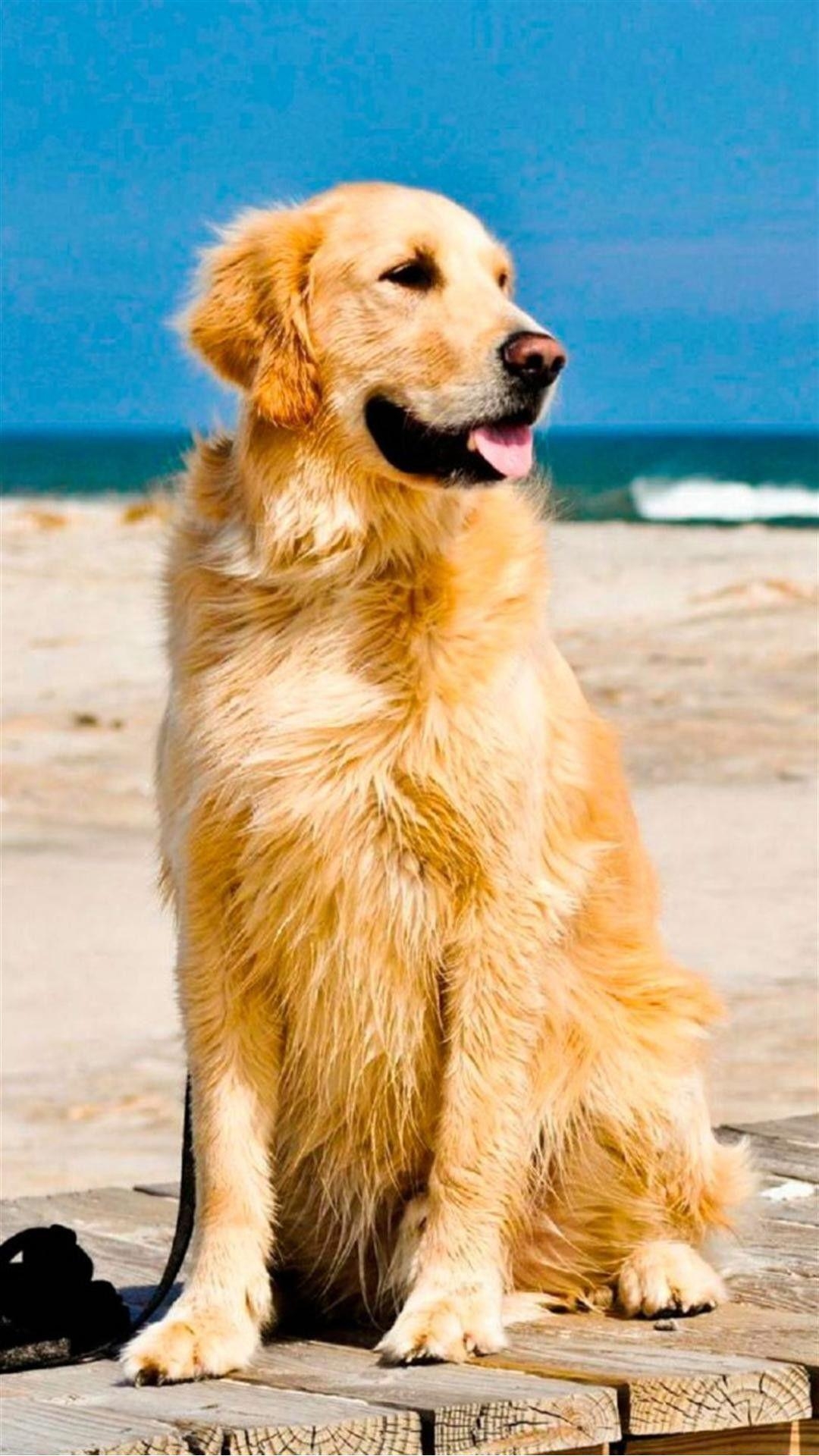 Golden Retriever, Niedlich, Strand, Android, Hunde, 1080x1920 Full HD Handy