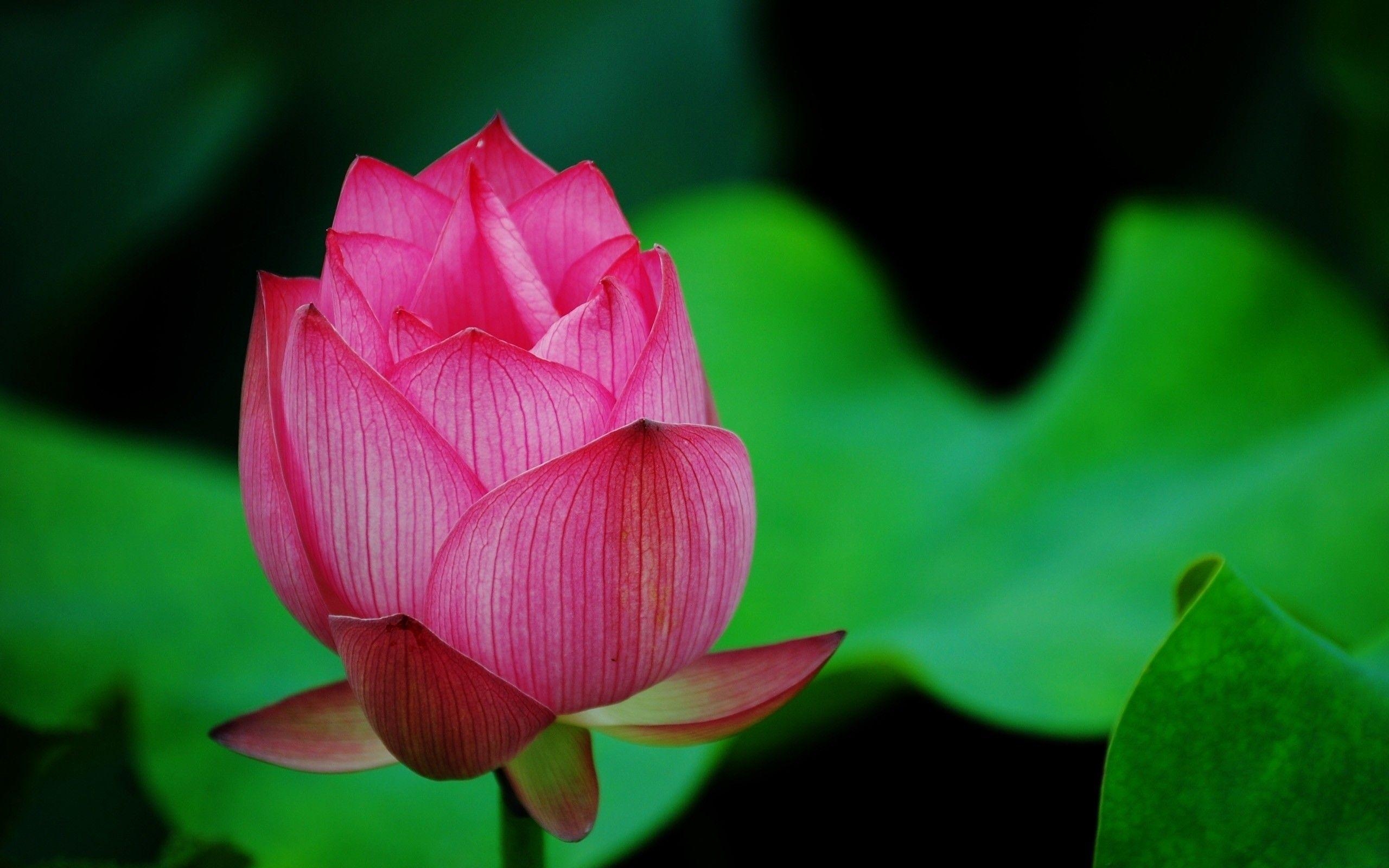 Lotusblüte, Rosa, 1440p, Hochauflösend, 4k, 2560x1600 HD Desktop