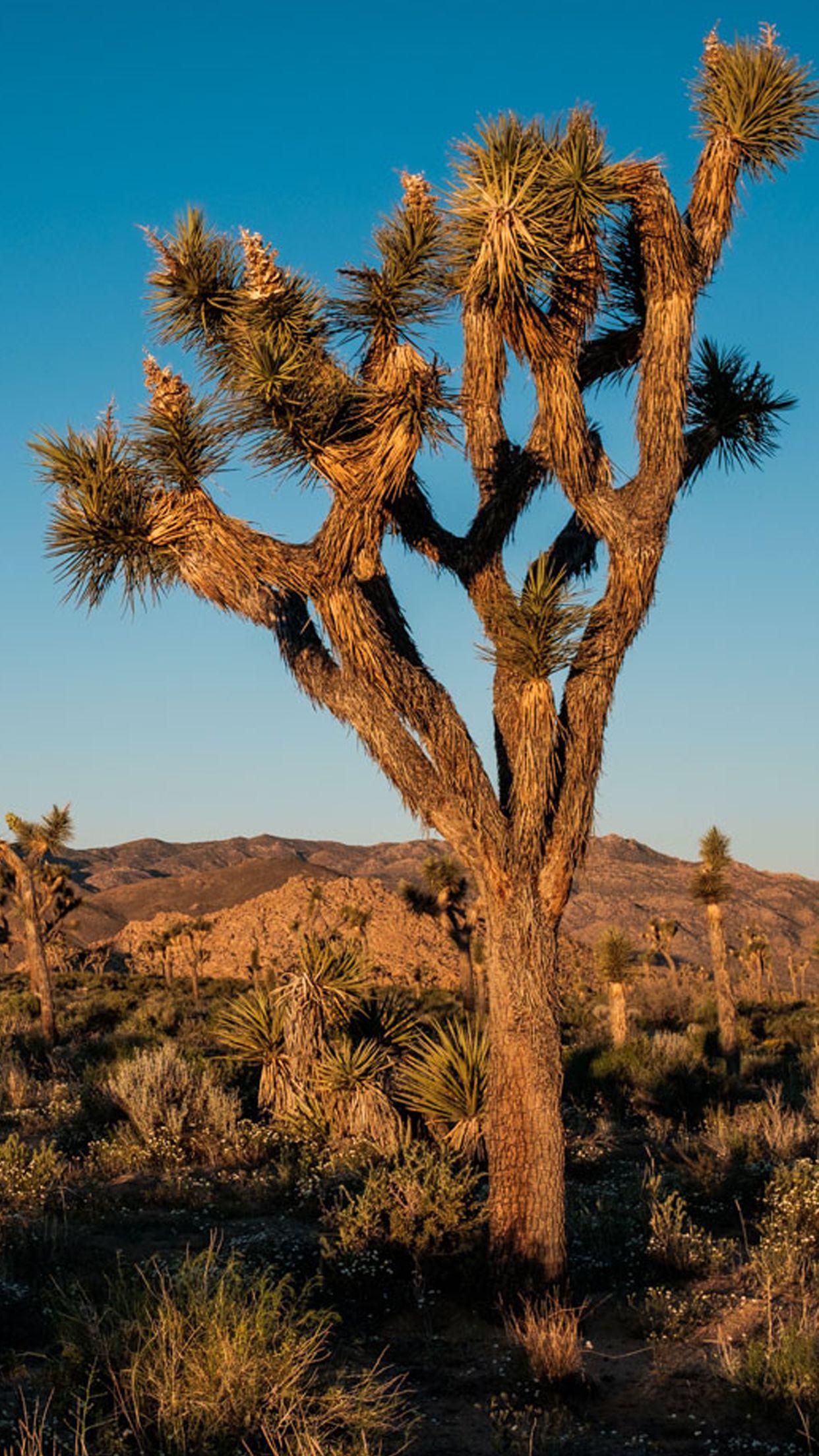 Joshua Tree, Hintergrund, iPhone, Android, Pack, 1250x2210 HD Handy