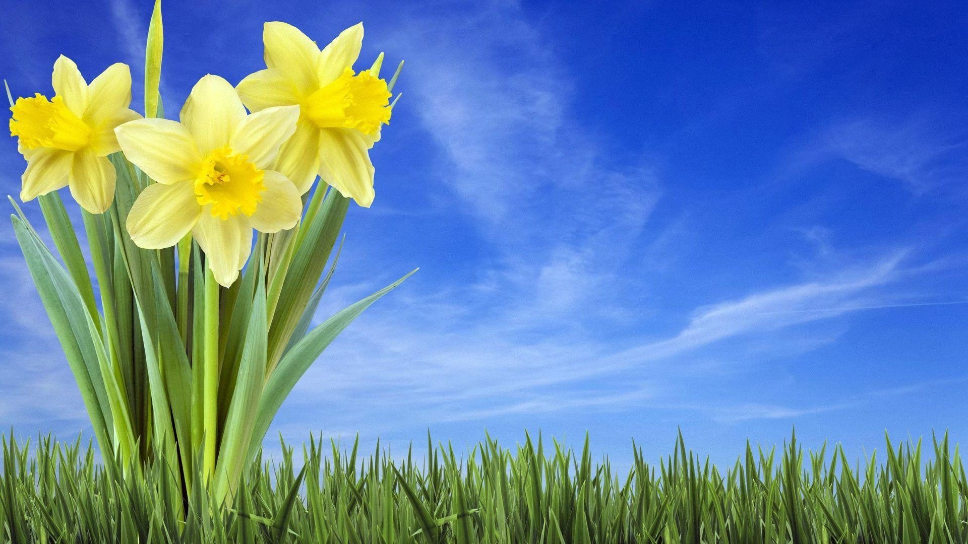 Narzissen, Hintergrundbilder, Frühlingsblumen, Natur, HD, 1920x1080 Full HD Desktop