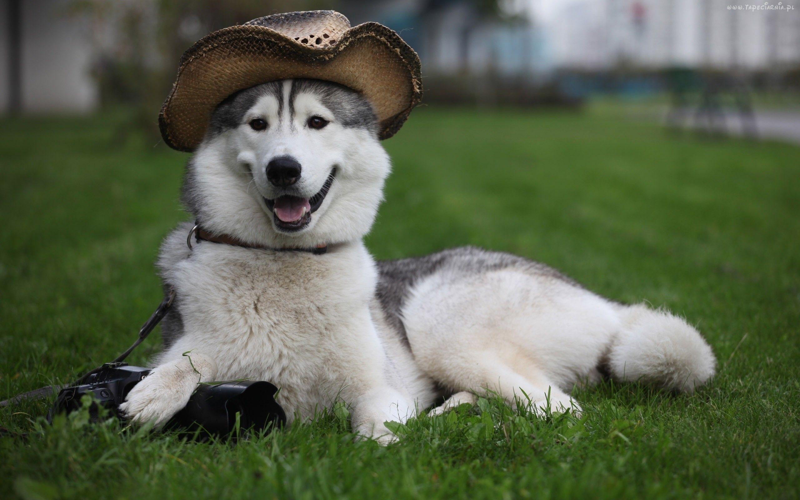 Sibirischer Husky, Fotograf, Hunde, Bild, Foto, 2560x1600 HD Desktop