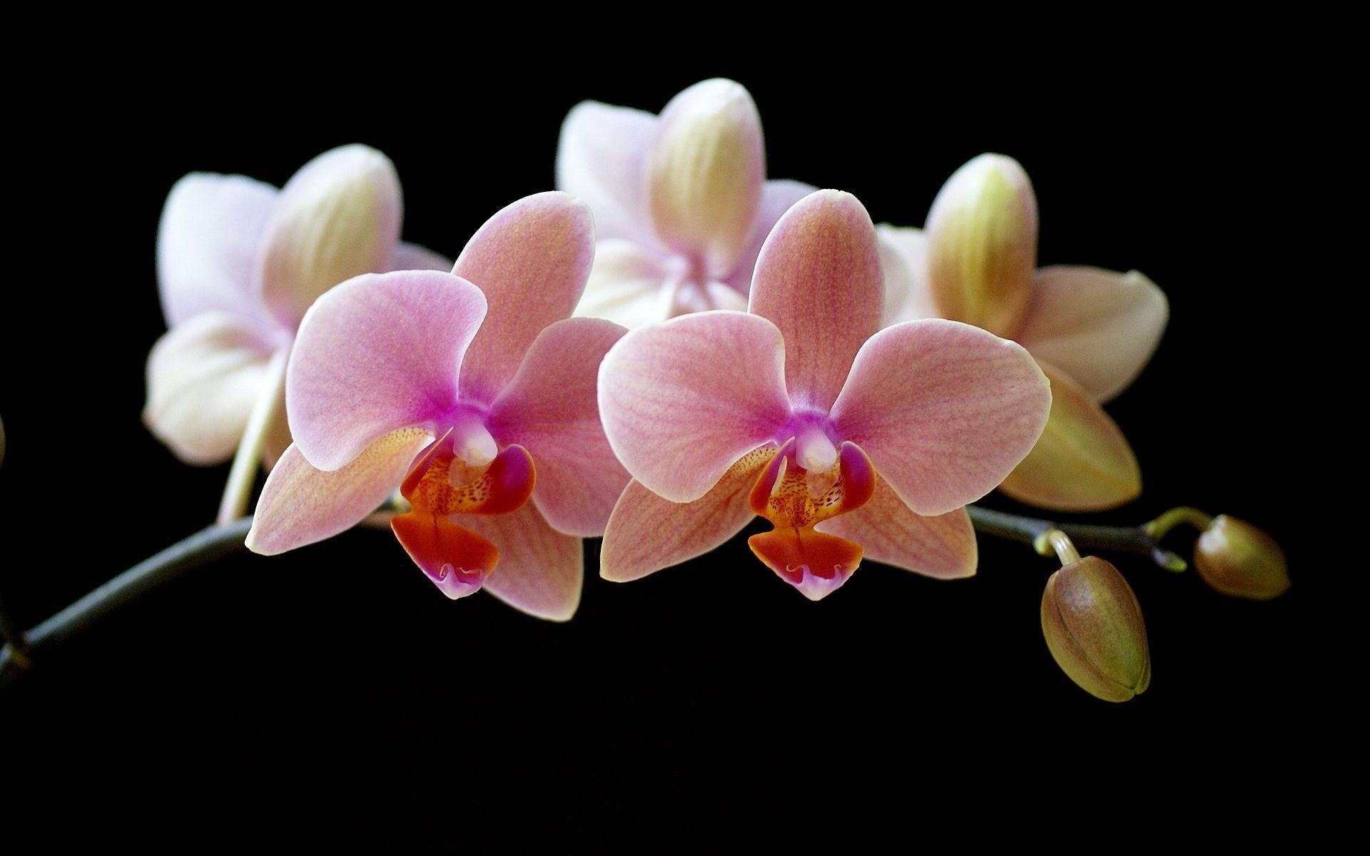 Orchidee, Natur, Bild, Blume, Hintergrund, 1920x1200 HD Desktop