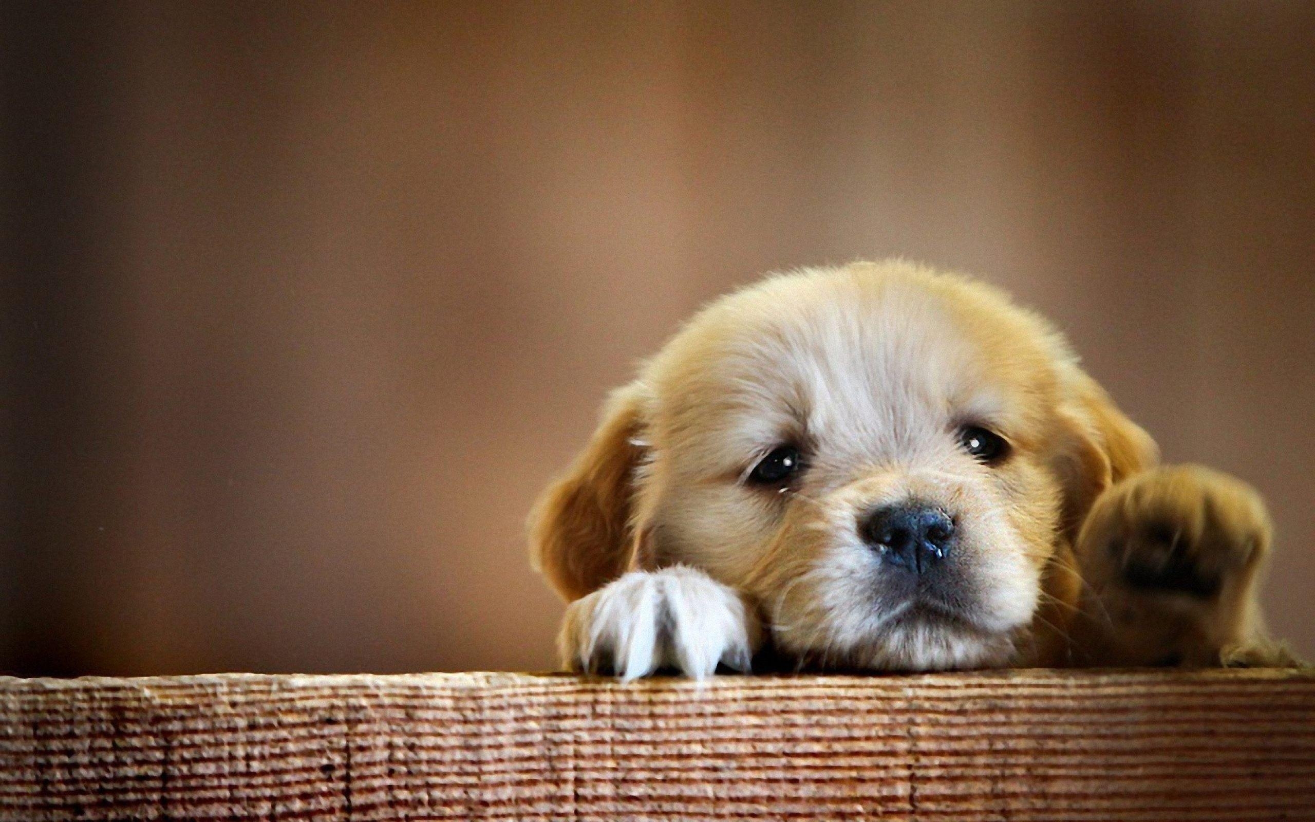 Baby, Golden Retriever, Hintergrund, Bild, Tiere, 2560x1600 HD Desktop