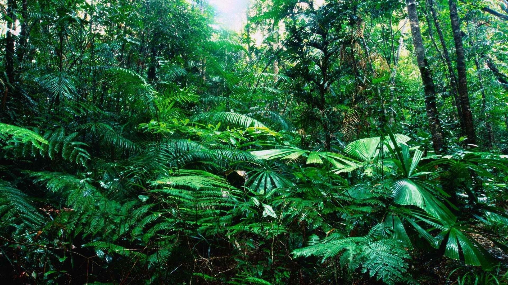 Tropischer Regenwald, Natur, Dschungel, Bäume, Biodiversität, 1920x1080 Full HD Desktop