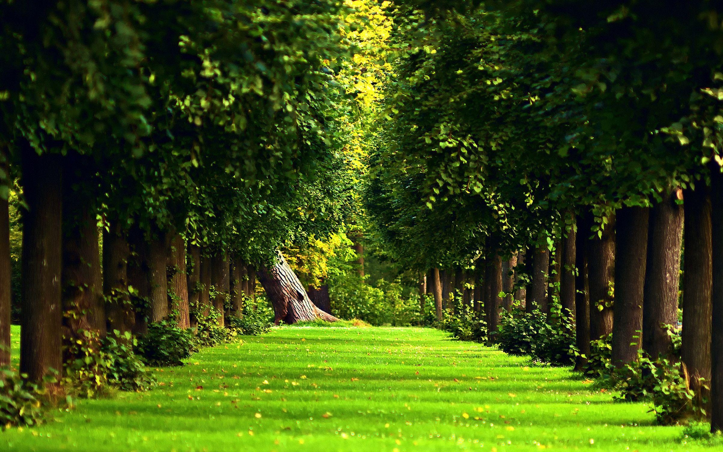 Schönheit, Wald, Natur, Landschaft, Bäume, 2410x1510 HD Desktop