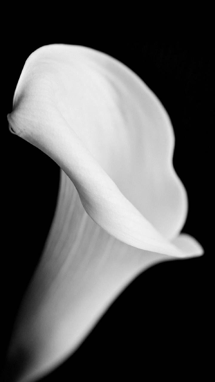 Calla-Lilie, Natur, Blume, Hintergrund, Schönheit, 720x1280 HD Handy