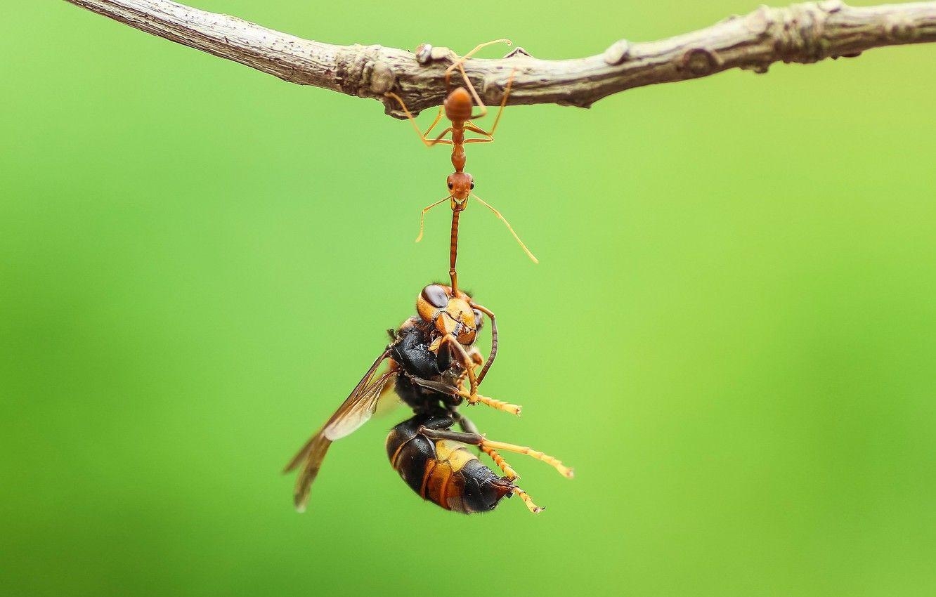 Ameise, Insektenwelt, Natur, Hintergrundbild, Makro, 1340x850 HD Desktop