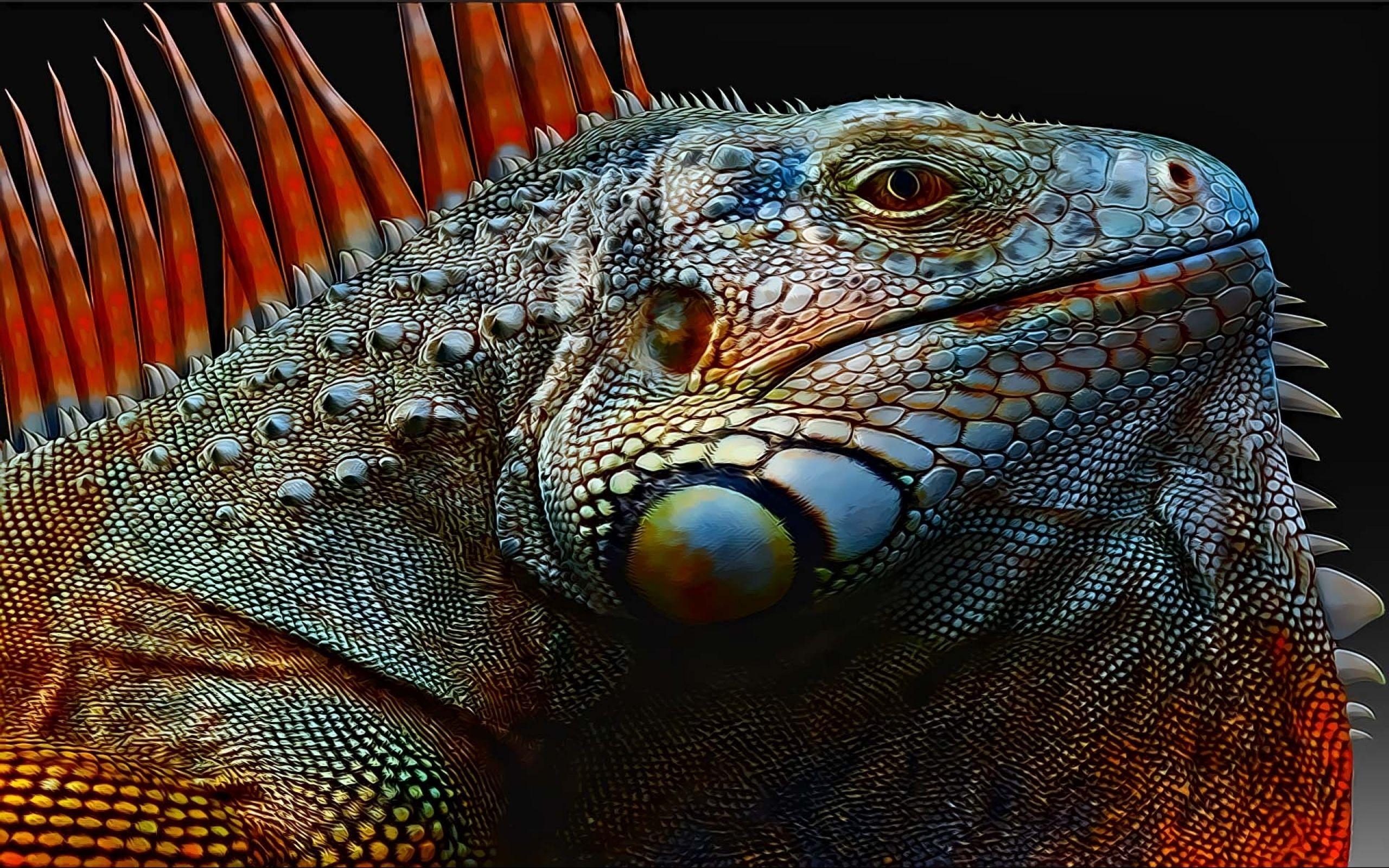 Iguana, Tierwelt, HD Bild, Reptil, Hintergrundbild, 2560x1600 HD Desktop