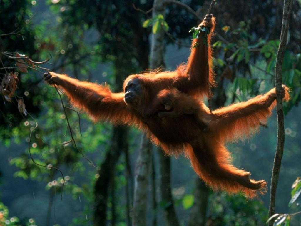 Orang-Utan, kostenlos herunterladen, Natur, Bild, Tier, 1030x770 HD Desktop