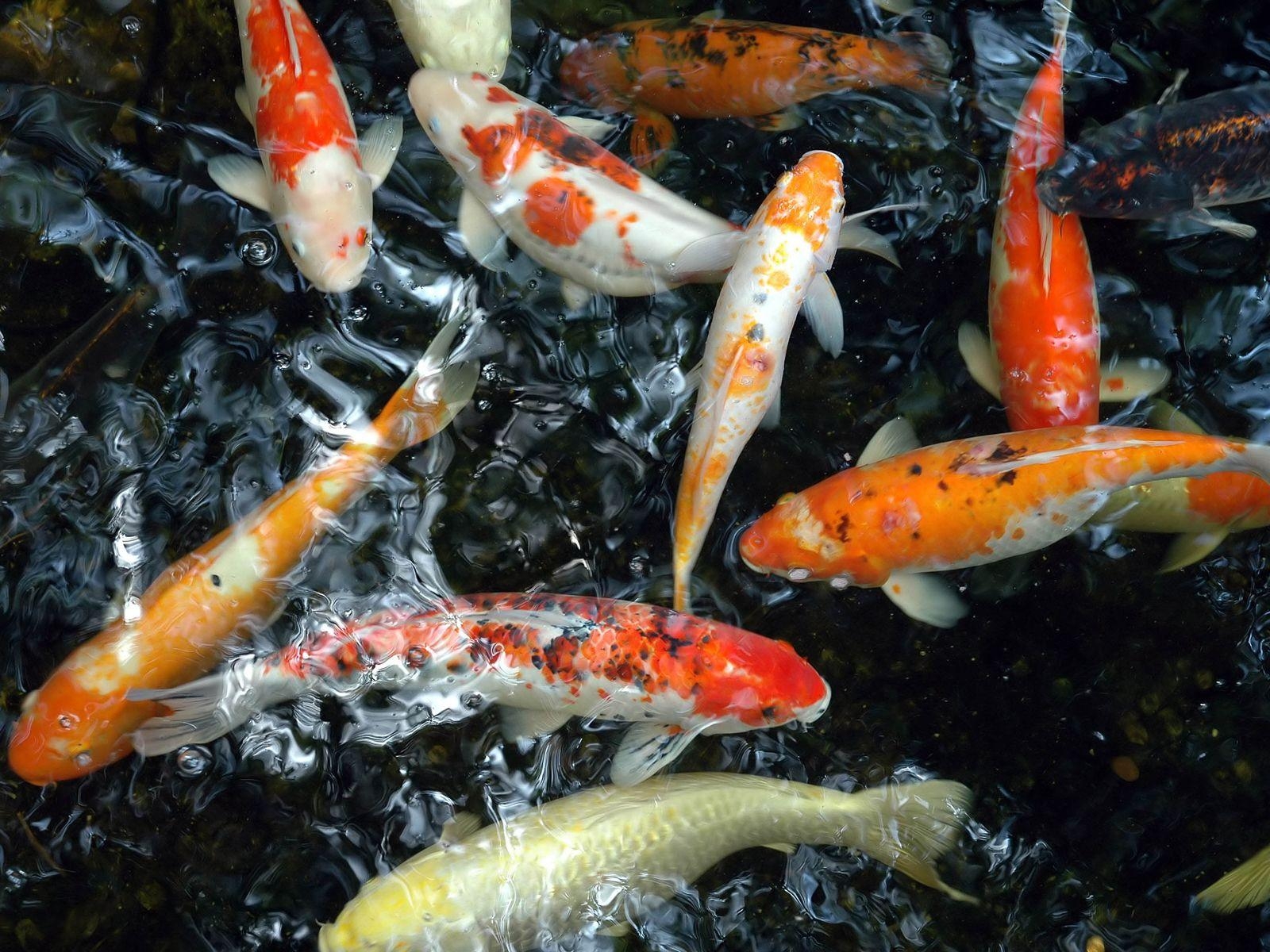 HD Koi, Fische, Hintergrund, Farben, Teich, 1600x1200 HD Desktop