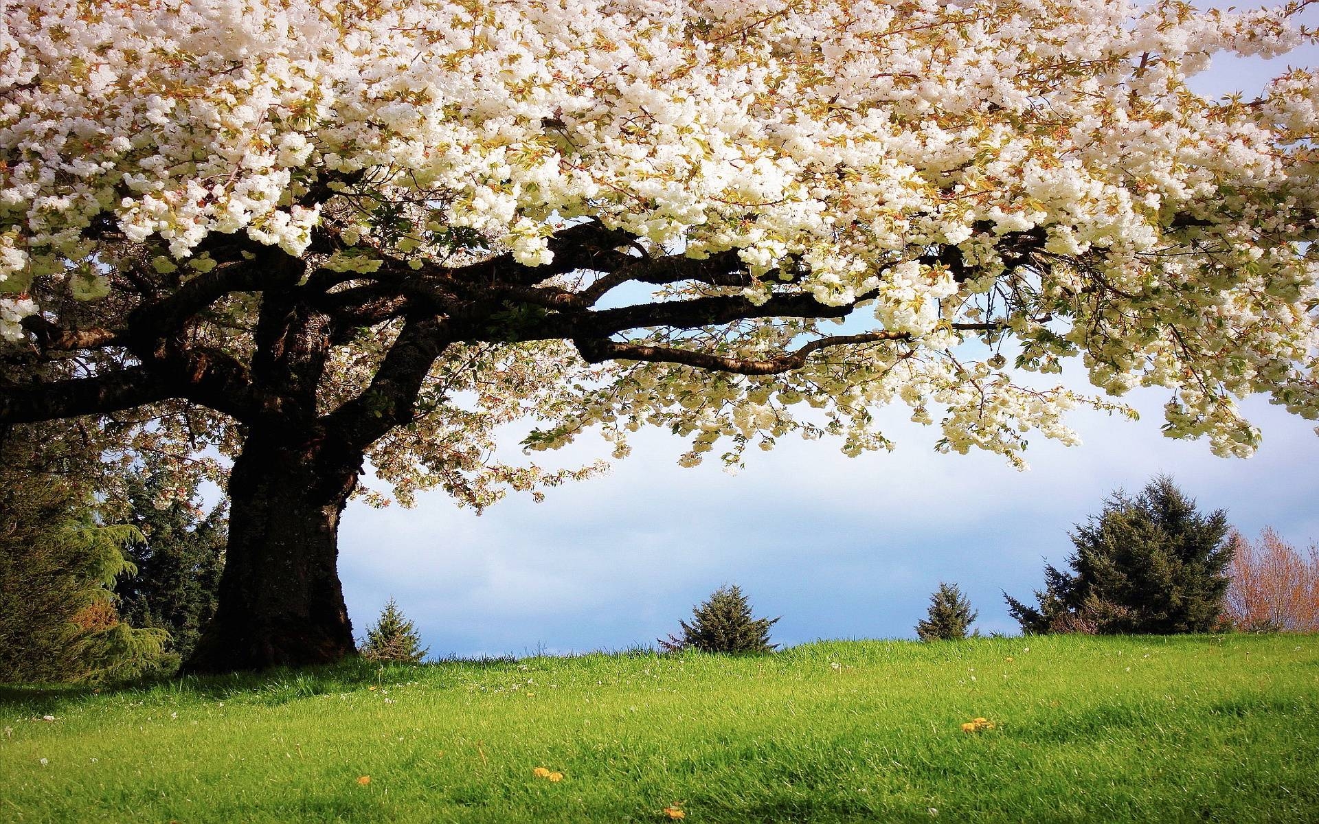 Frühling, Natur, Landschaft, Farben, Blüten, 1920x1200 HD Desktop