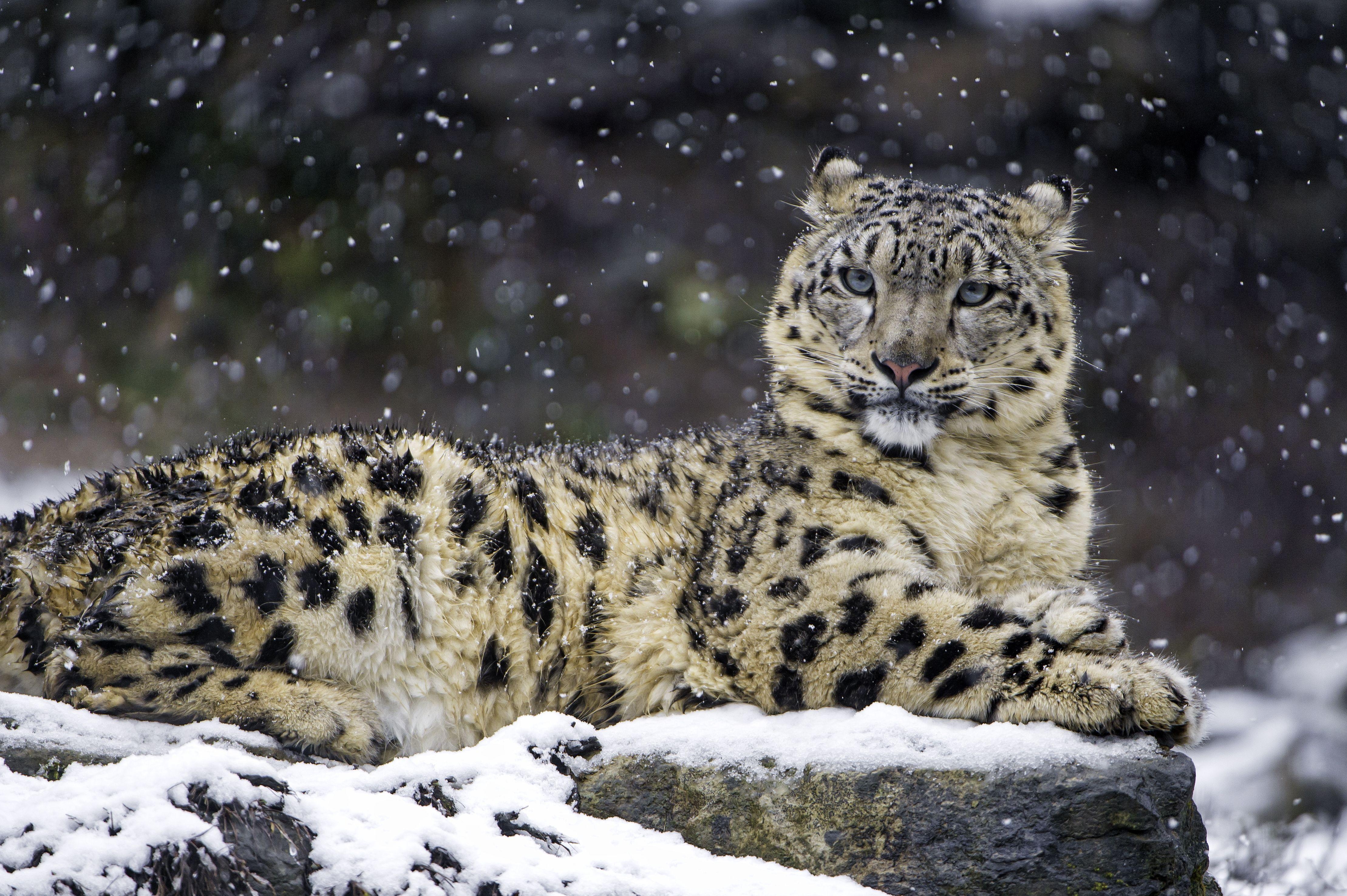 Schneeleopard, weiblich, Schnee, 4K, Tiere, 4440x2960 4K Desktop