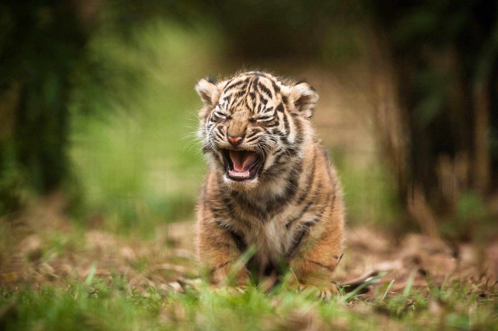 Tigerjunges, Gras, HD, Natur, Tiere, 2050x1370 HD Desktop