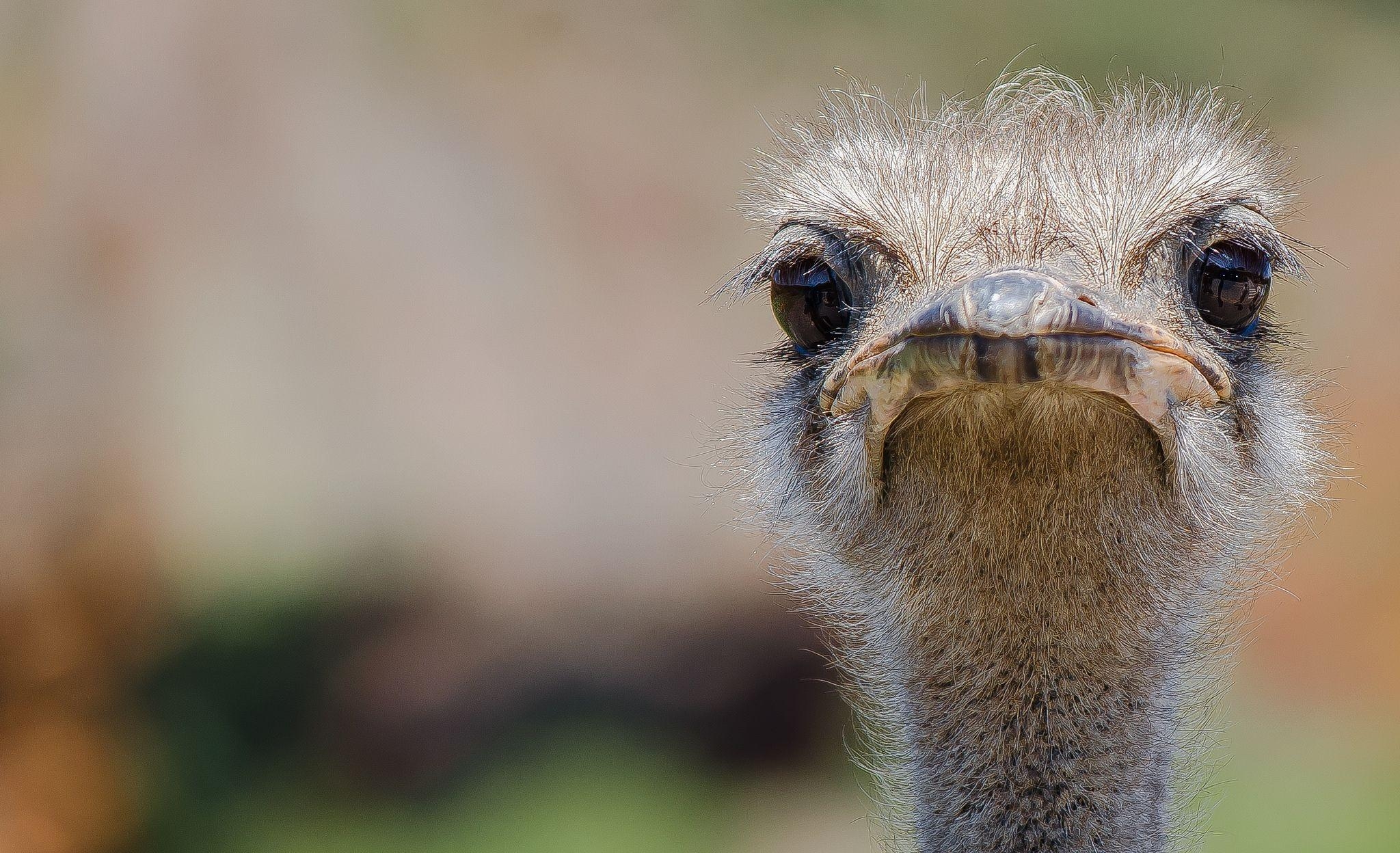 Strauß, HD Hintergrund, Tiere, Vogelbilder, Tierwelt, 2050x1250 HD Desktop