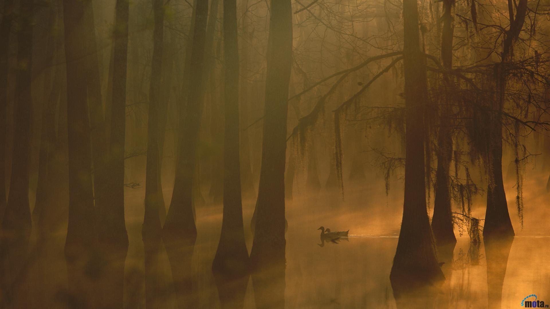 Louisiana, Sumpf, Natur, Bild, USA, 1920x1080 Full HD Desktop