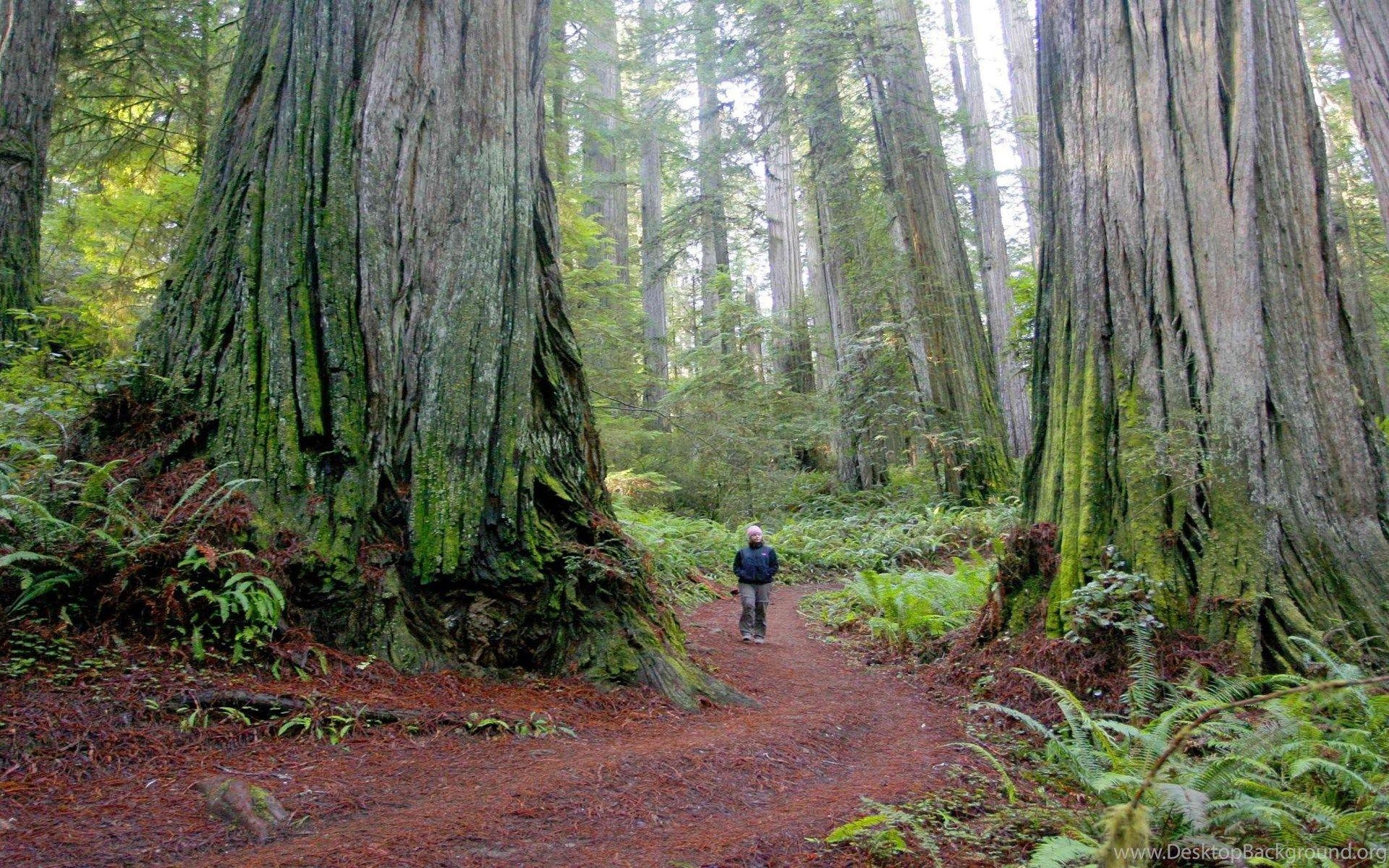 Redwood Nationalpark, Desktop, Kalifornien, Landschaft, 1000x665, 1920x1200 HD Desktop