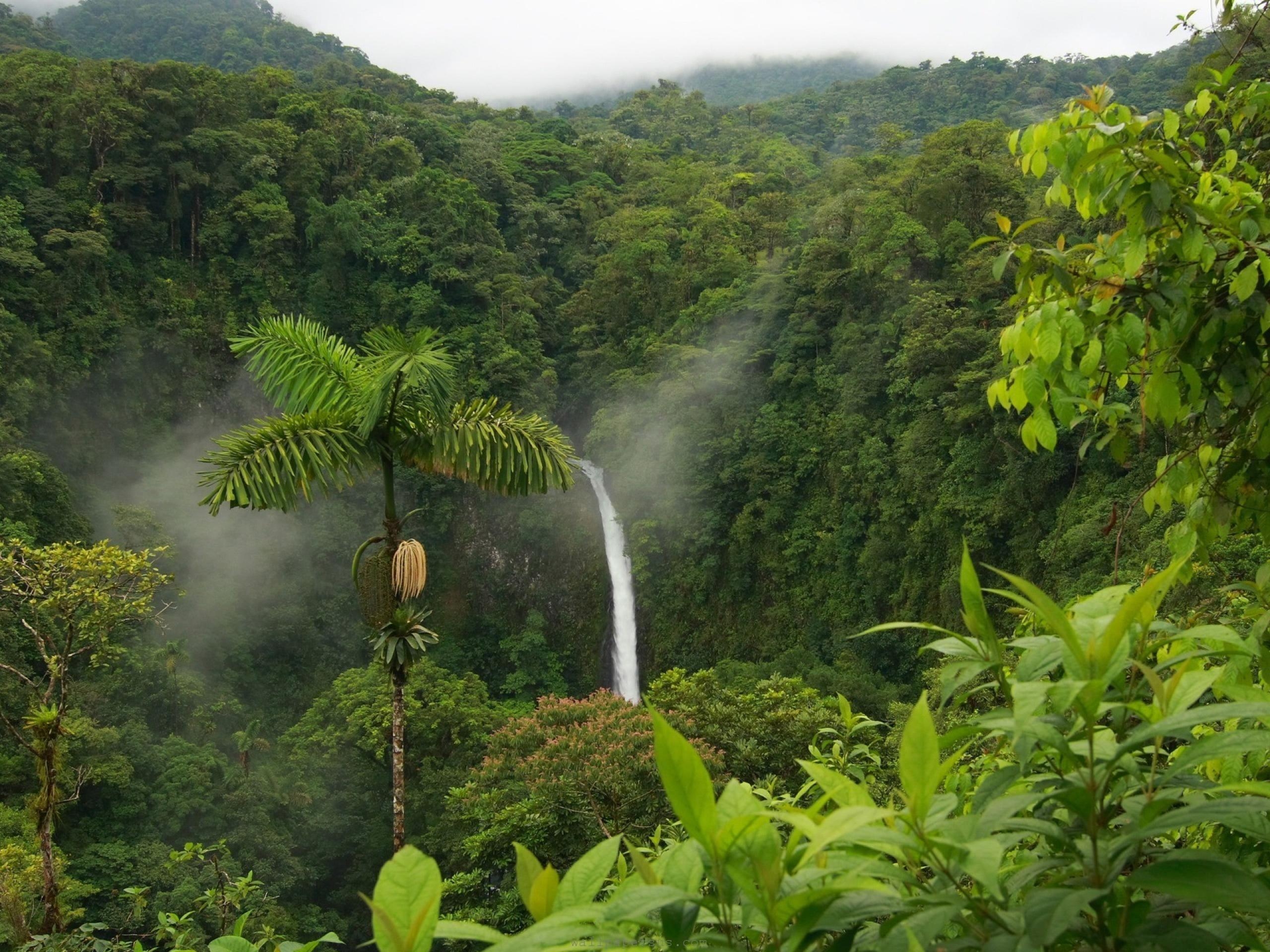 Regenwald, Natur, HD, Üppige Landschaft, Hintergrund, 2560x1920 HD Desktop