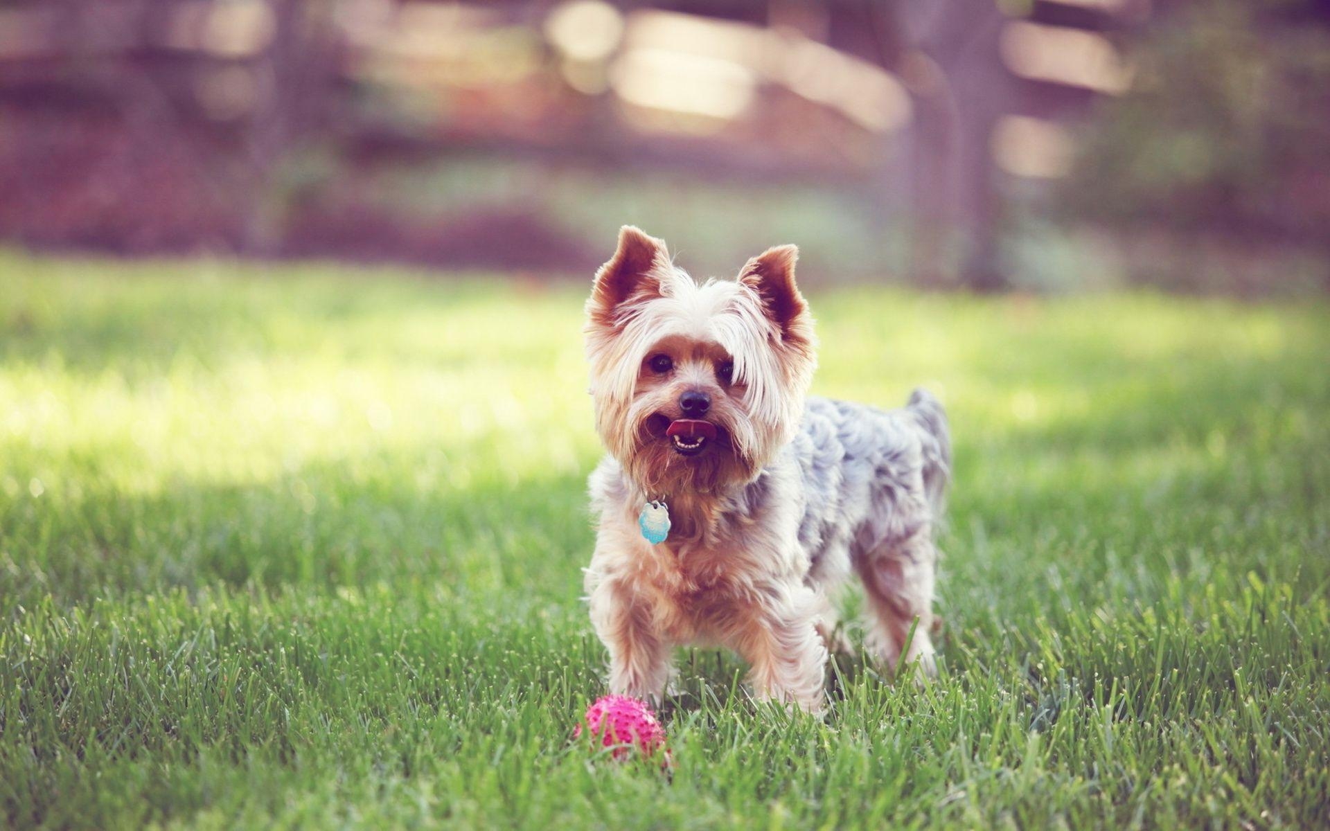 Yorkshire Terrier, Hunde, HD, Tierbild, Wallpaper, 1920x1200 HD Desktop