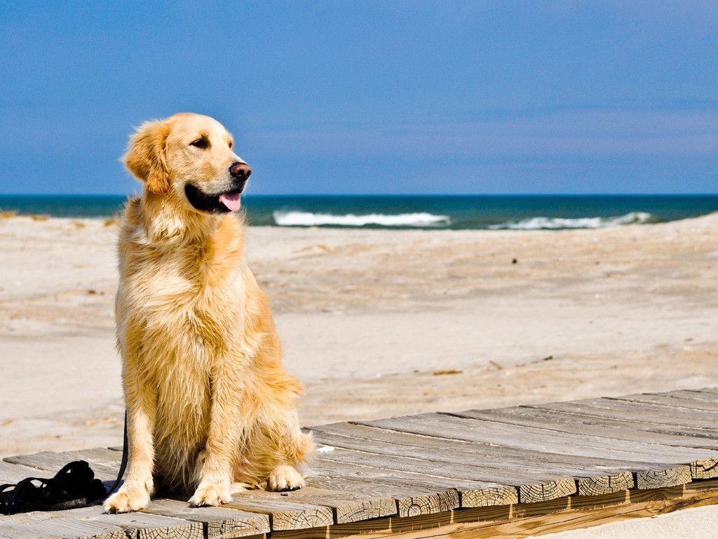 Golden Retriever, Hund, Bild, Begleiter, Tierfreund, 1030x770 HD Desktop