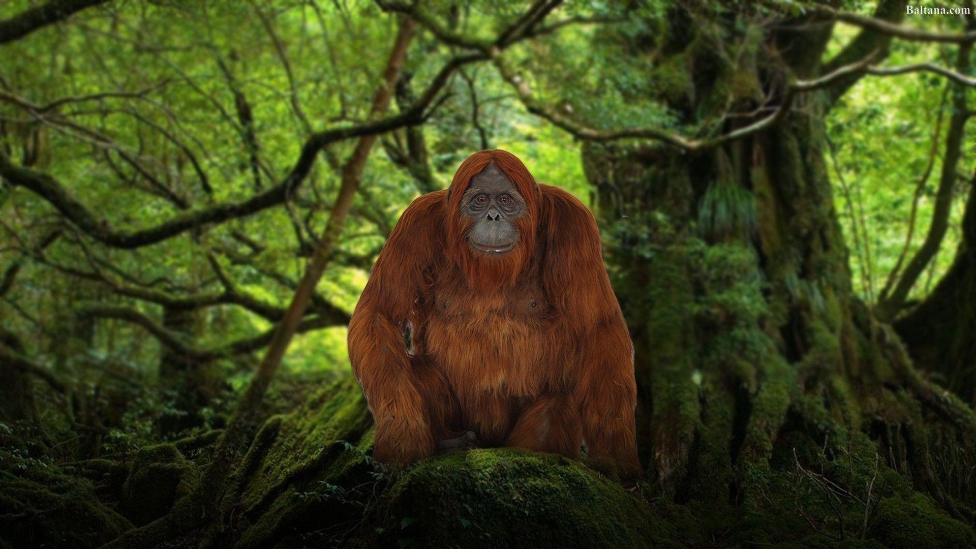 Orang-Utan, High Definition, Bild, Tier, Hintergrund, 1920x1080 Full HD Desktop