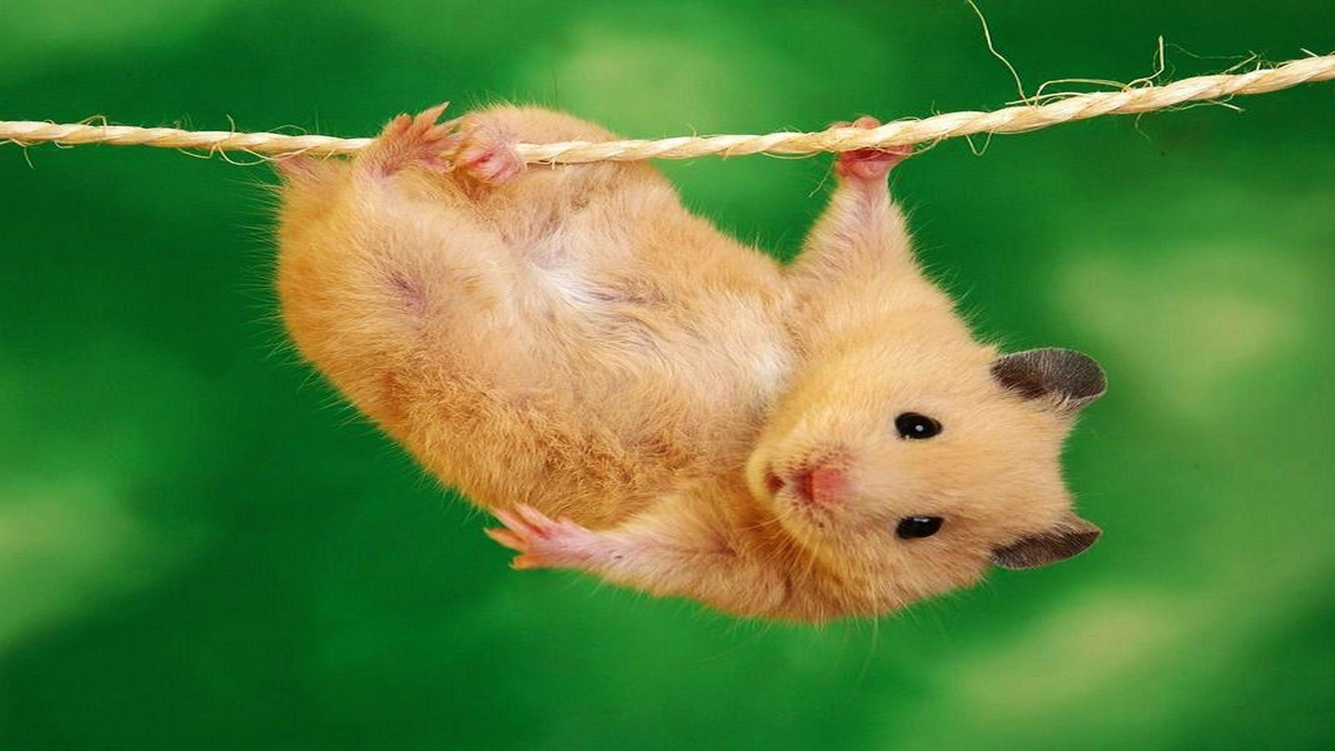 Hamster Hintergrund, Niedliches Tier, Nagetier Bild, Wallpaper, Tierfoto, 1920x1080 Full HD Desktop