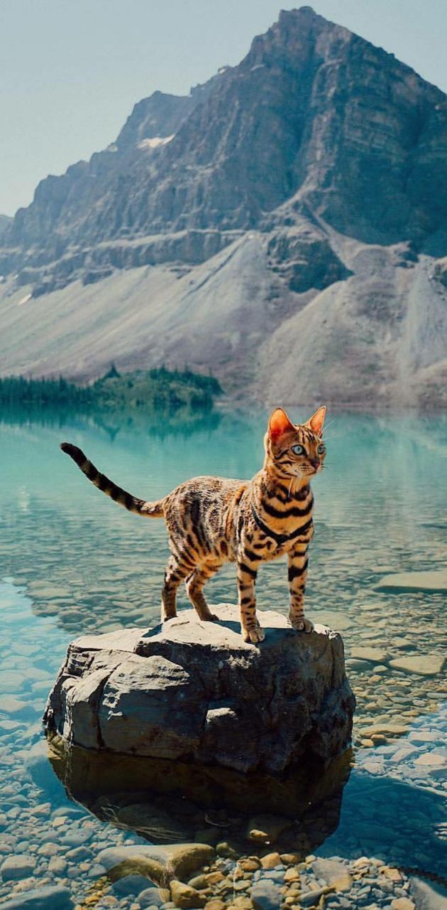 Bengalkatze, Tiere, Bild, Katzenliebhaber, Schönheit, 630x1280 HD Handy