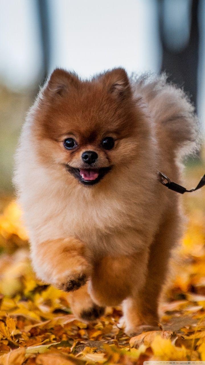 Pomeranian, Tiere, Hintergrundbild, Hunde, Niedlich, 720x1280 HD Handy