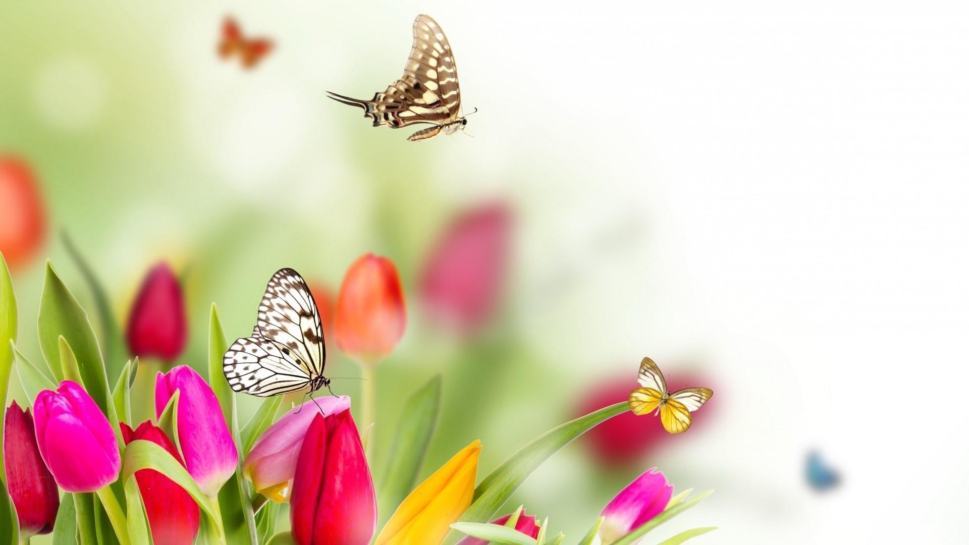 Tulpe Natur, Schmetterling, Hintergrund, Studio, Blumendetail, 1920x1080 Full HD Desktop