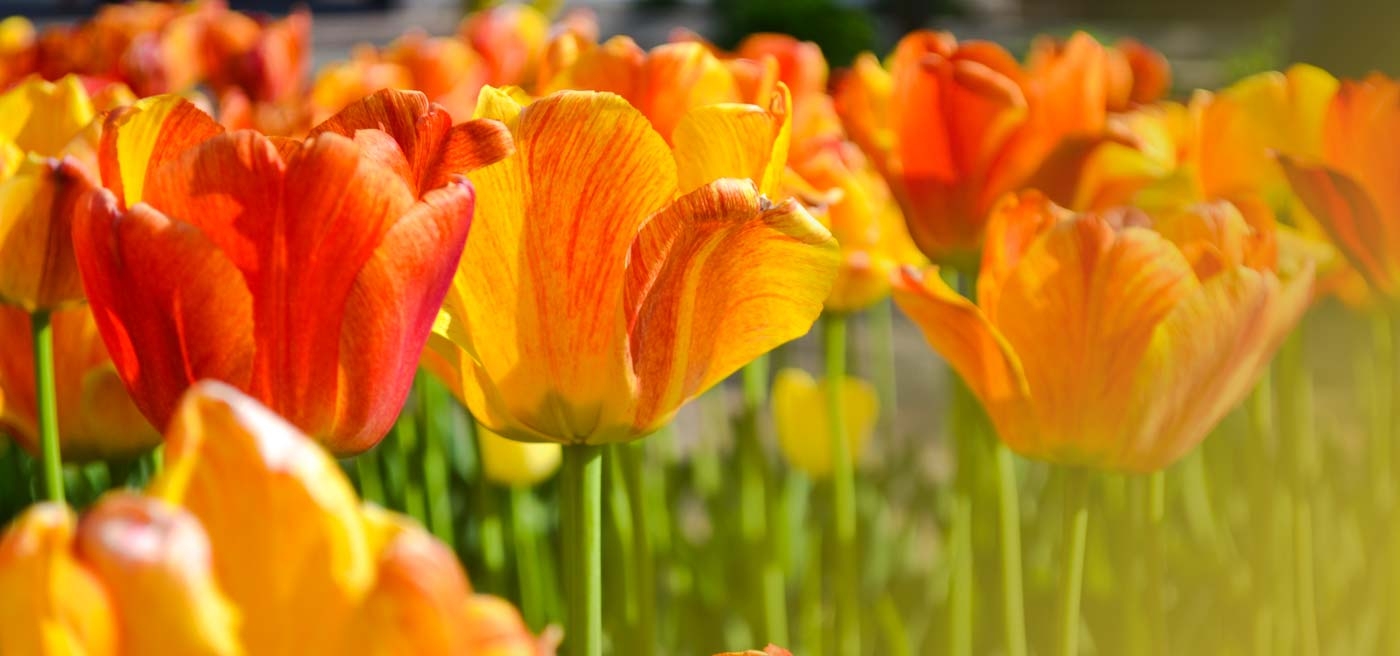 Tulpe, Natur, Hintergrundbild, 1416, Blumen, 1400x660 Dual Screen Desktop