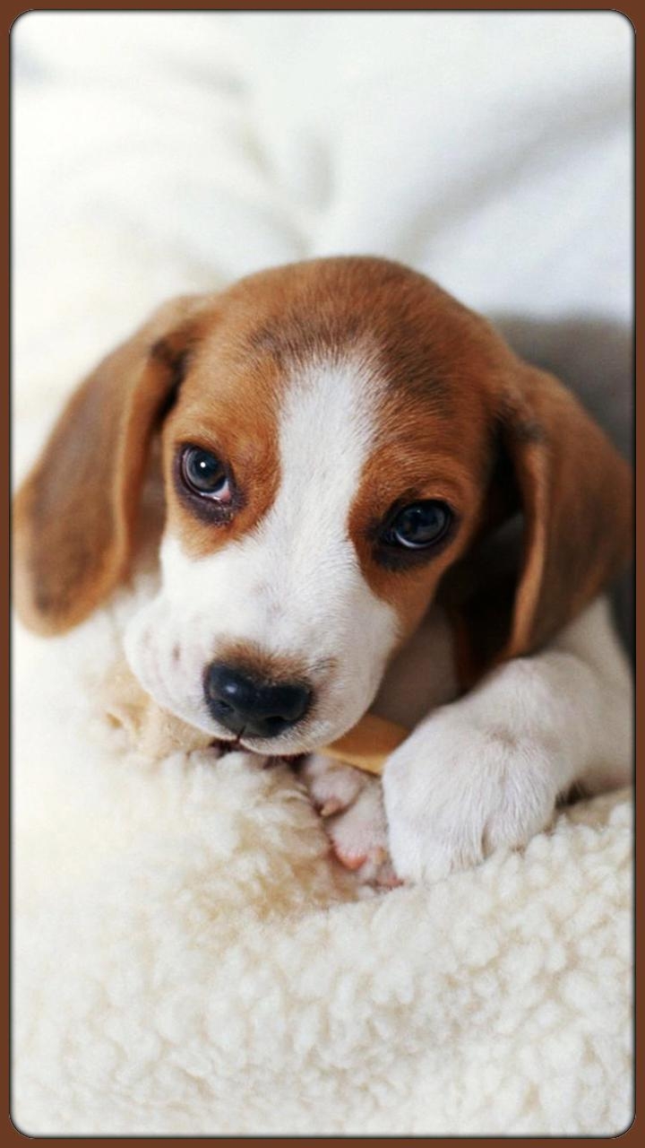 Beagle, Fantastisch, Android, Hund, Tiere, 720x1280 HD Handy