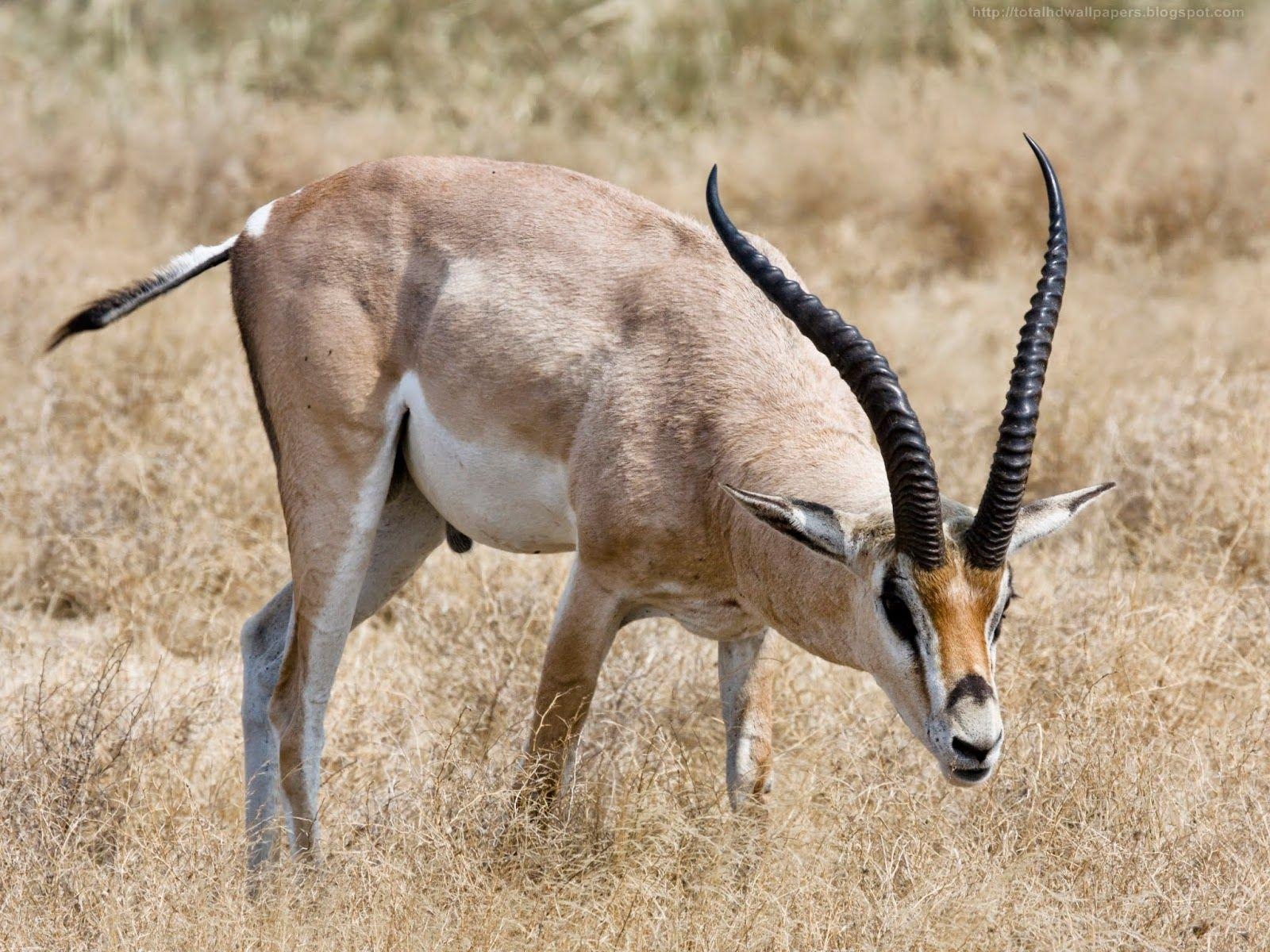 Kamal Shah, Roan Antilope, HD, Wallpaper, Wildtiere, 1600x1200 HD Desktop